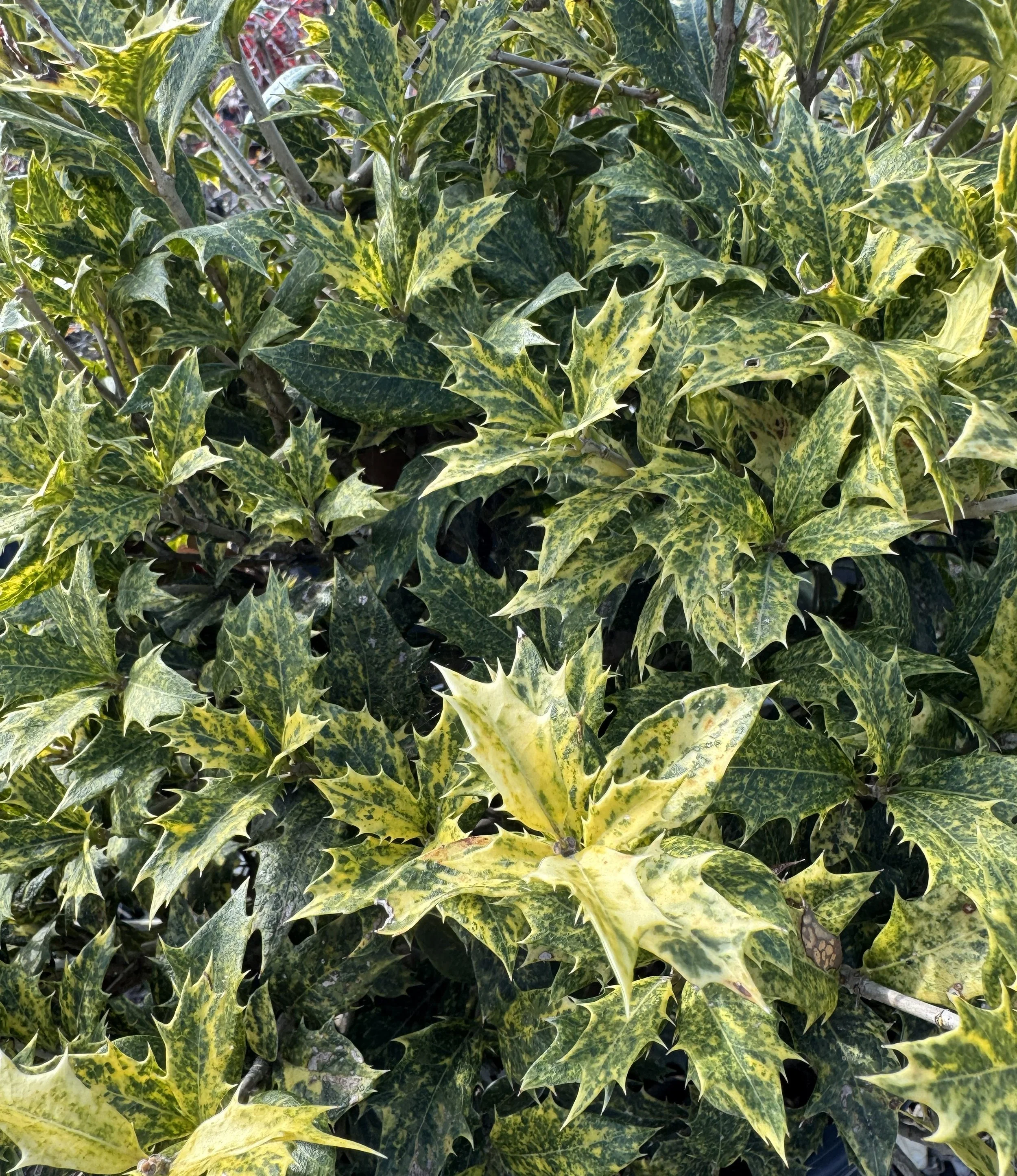 Goshiki, False Holly