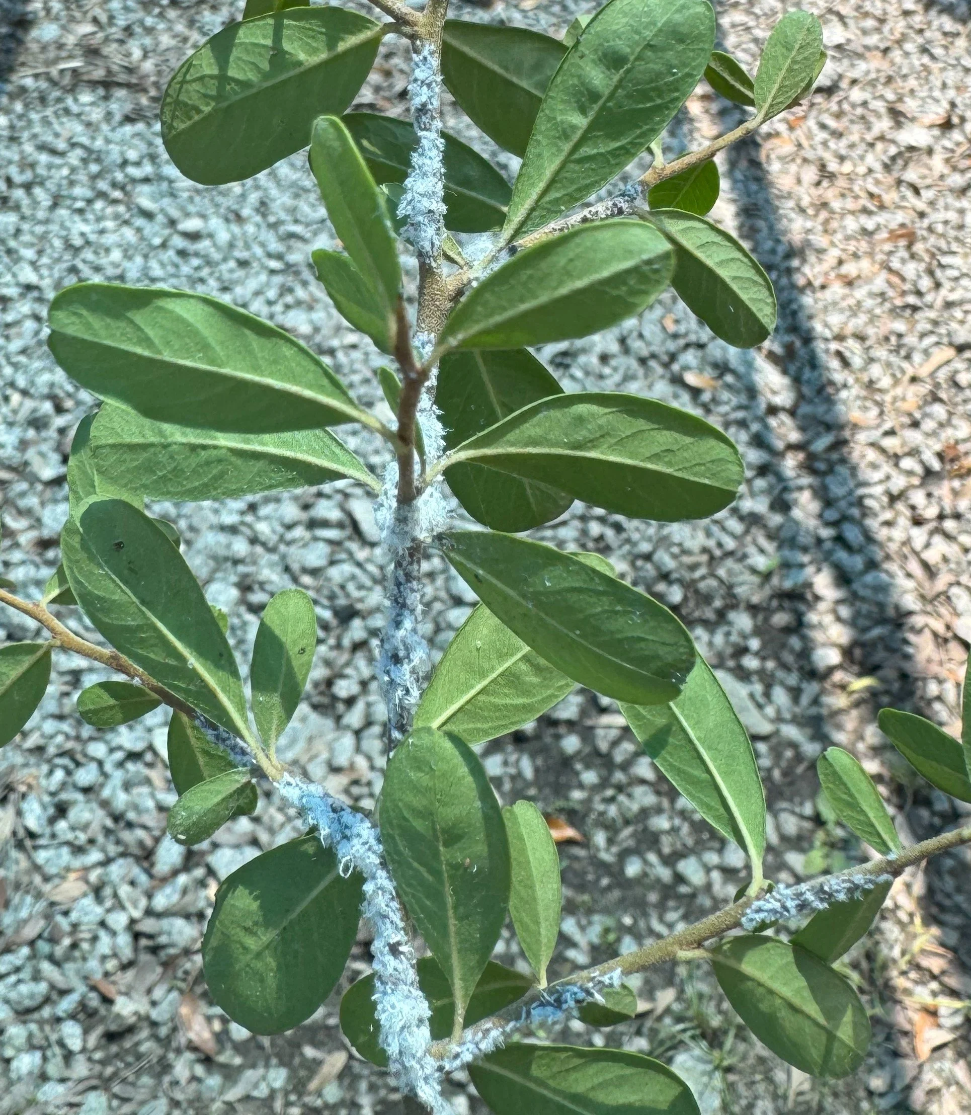 Cottony Cushion Scale on Pittosporum