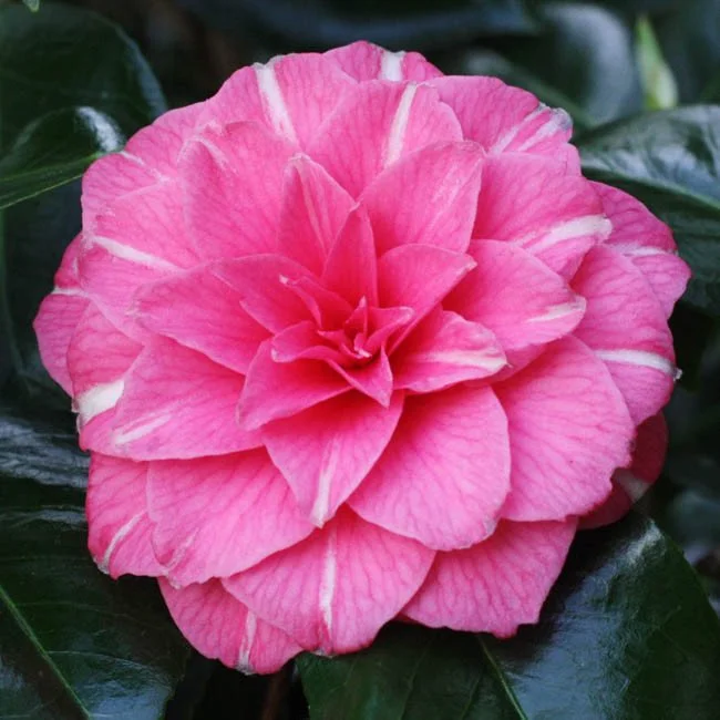 April Rose Camellia