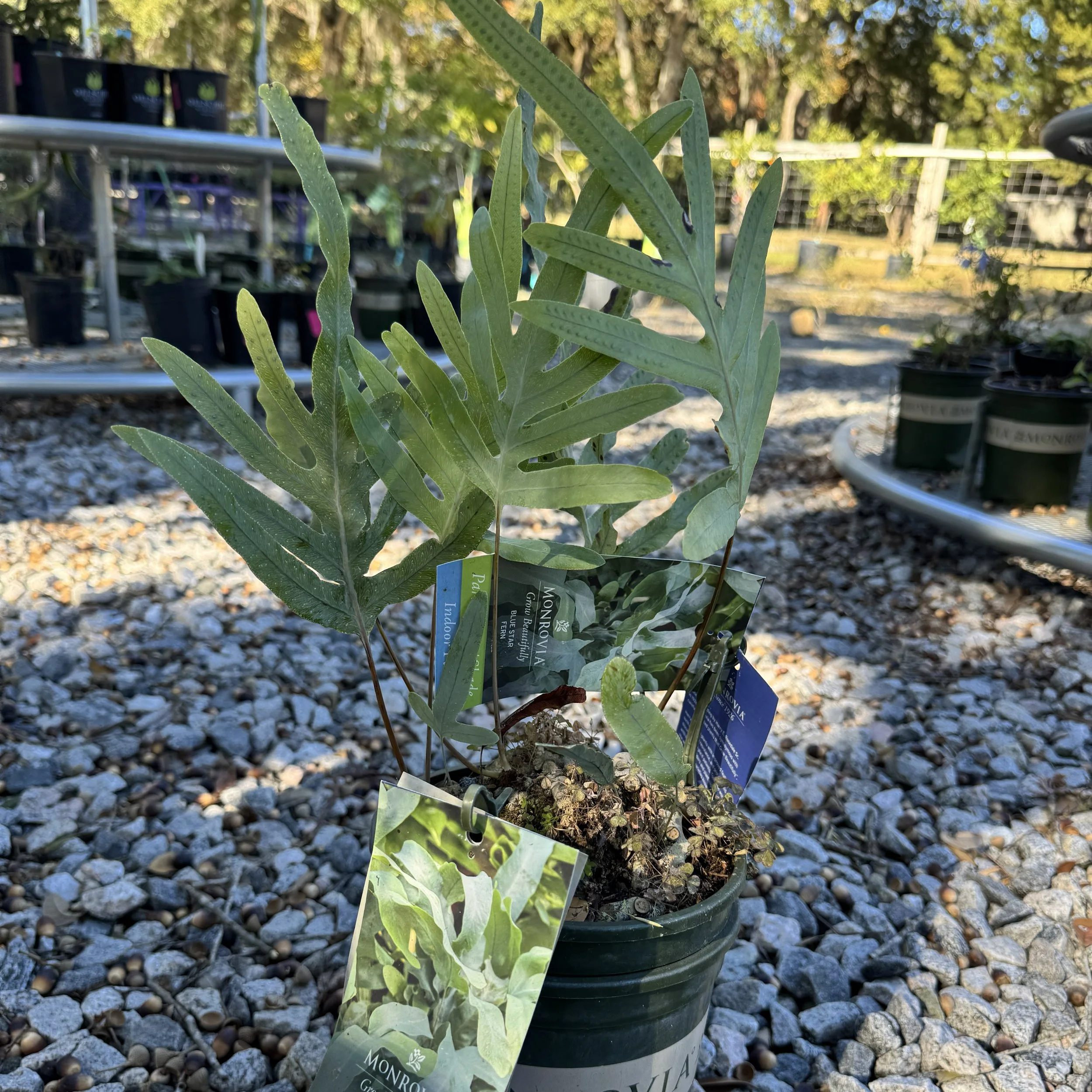 bluestarfern.jpg