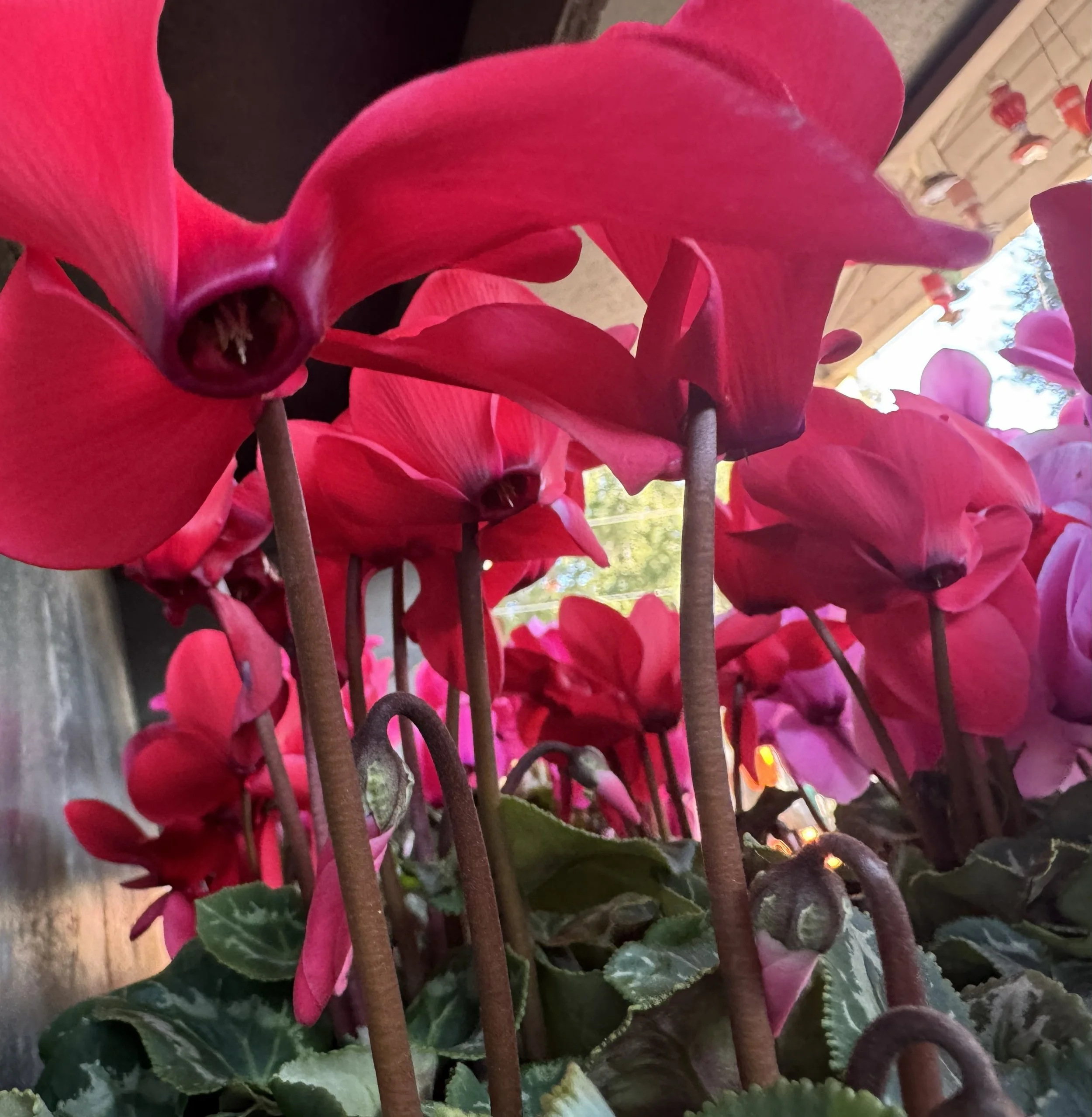 cyclamen.jpg