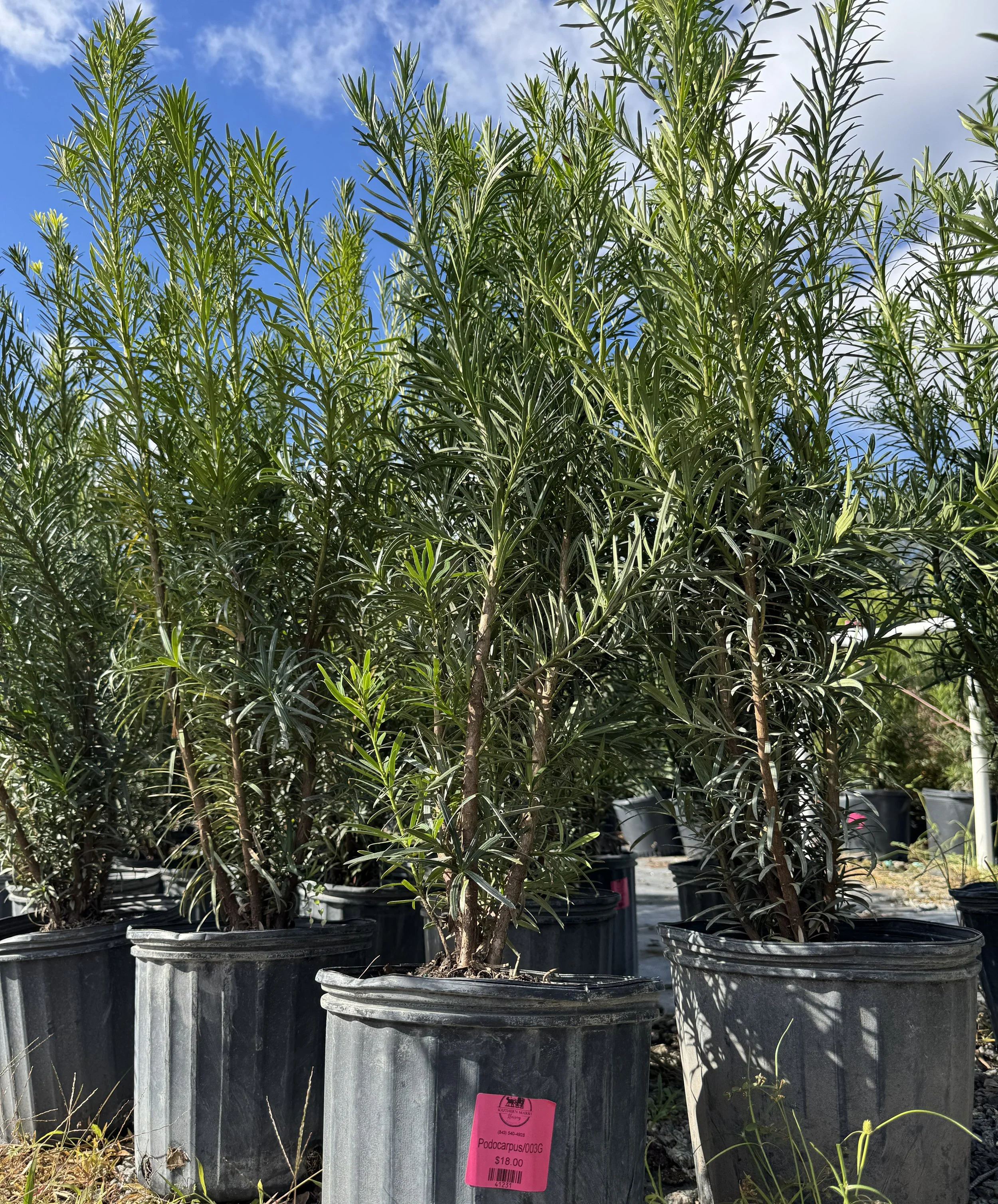 Planting a Privacy Hedge