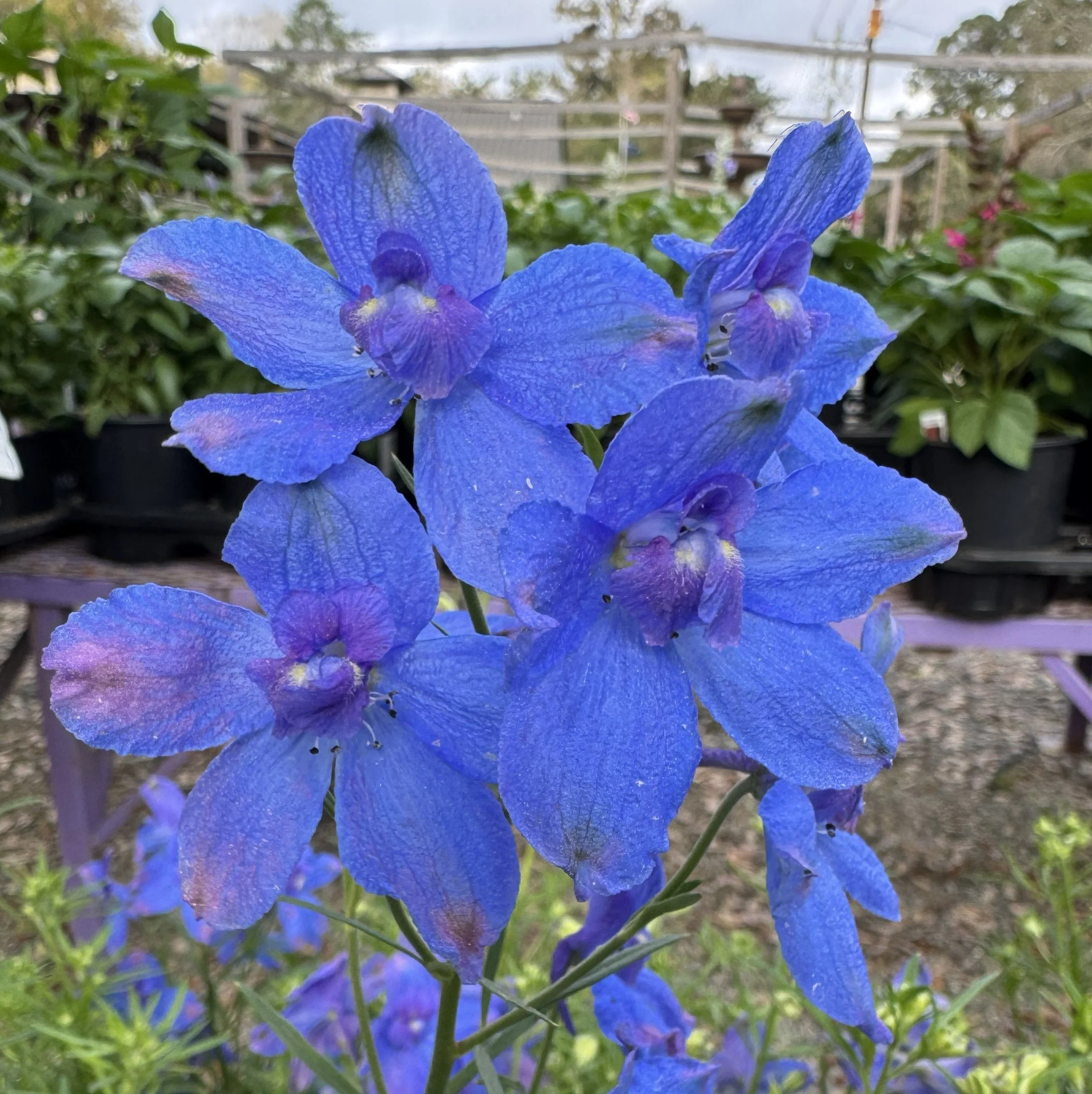 delphiniumblue.jpg