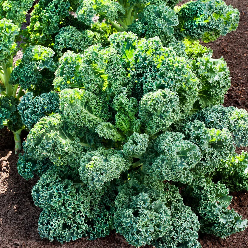 Bonnie_CurlyKale.webp from Bonnieplants.com