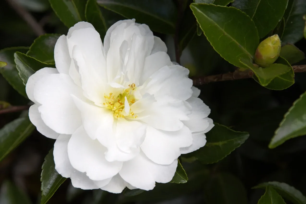 Camellia_minenoyuki.webp
