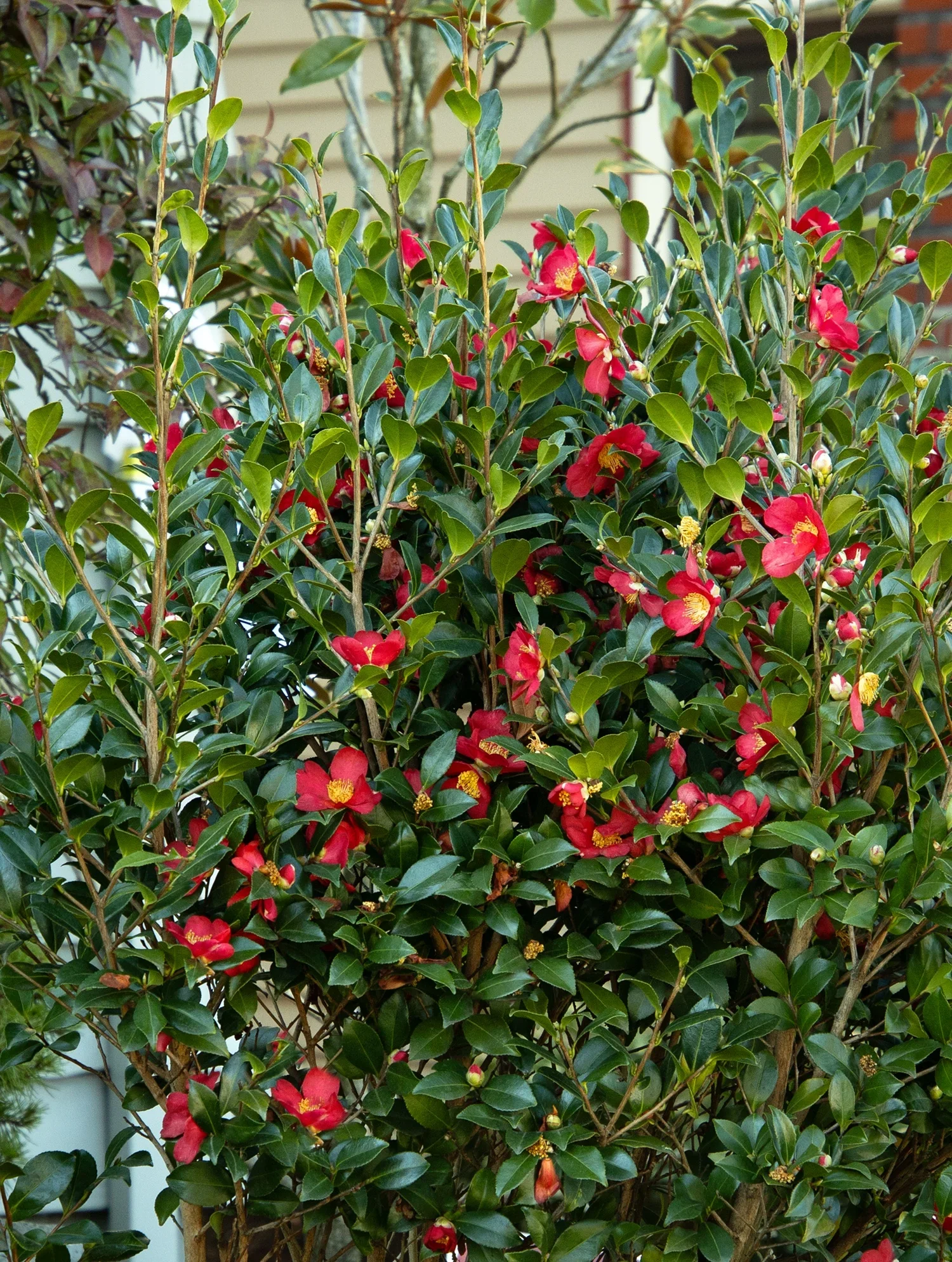 camellia_sasanqua_yuletide__9040m.webp