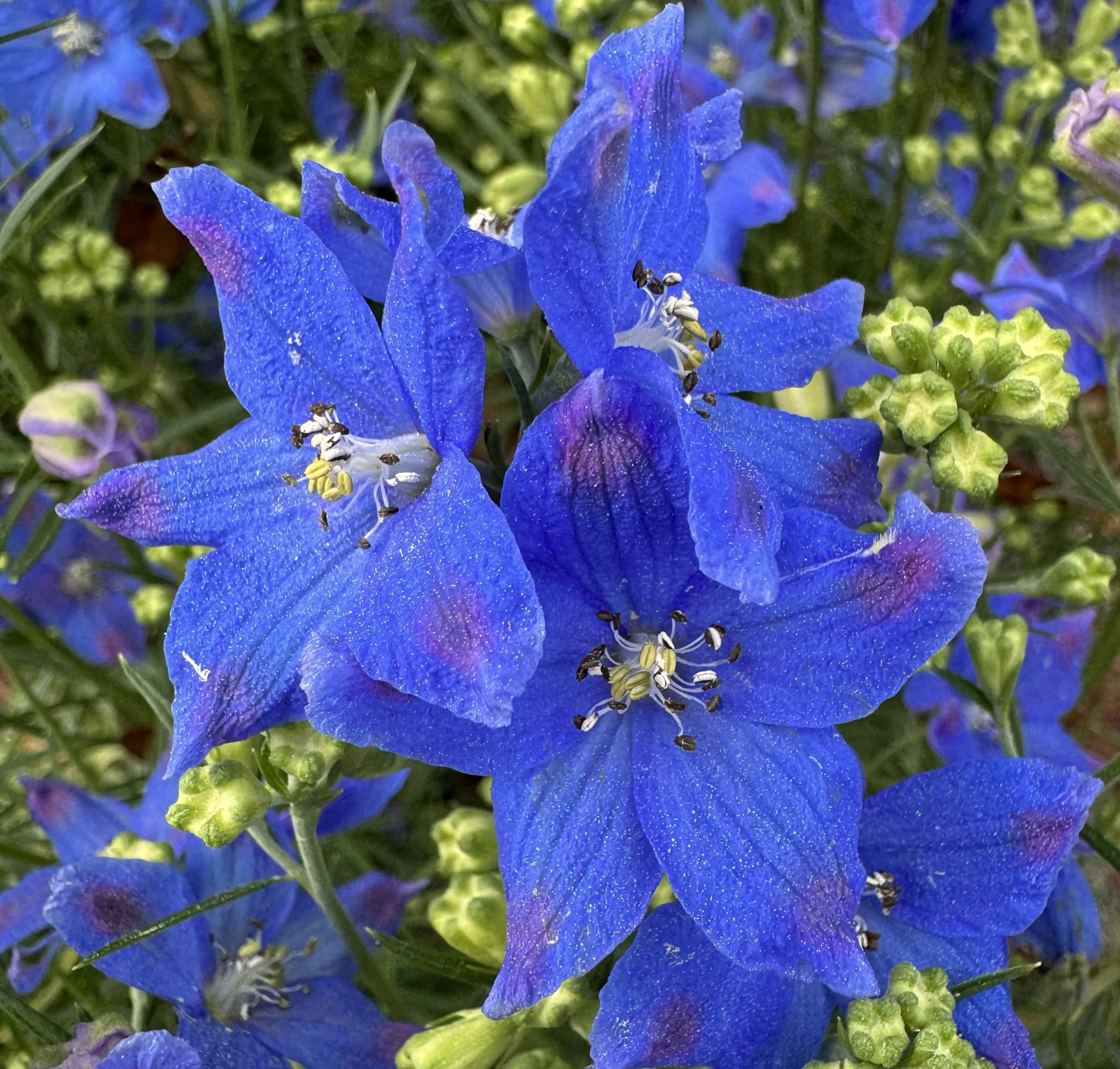 delphiniumbluehokeypokey.jpg