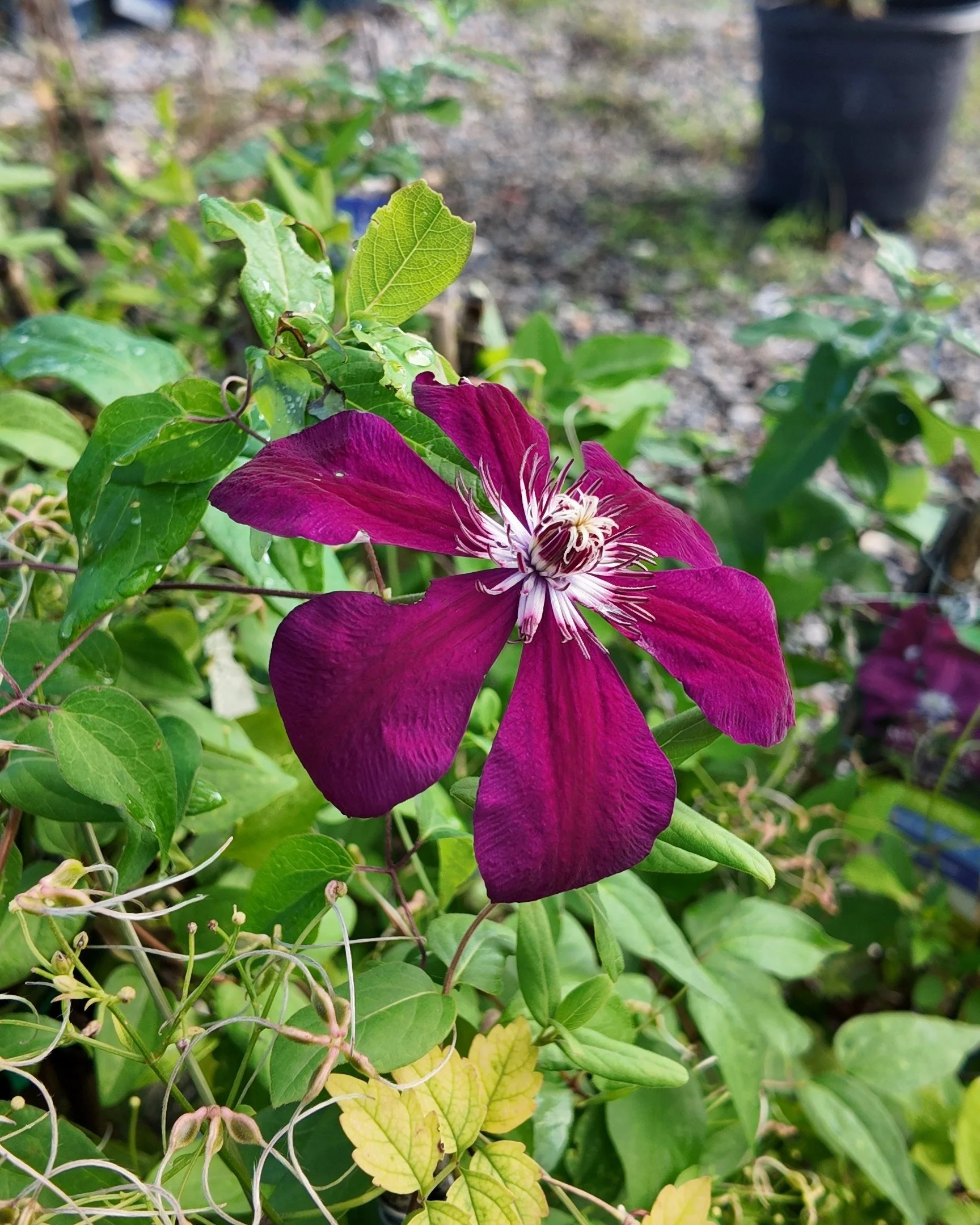 Red Clematis