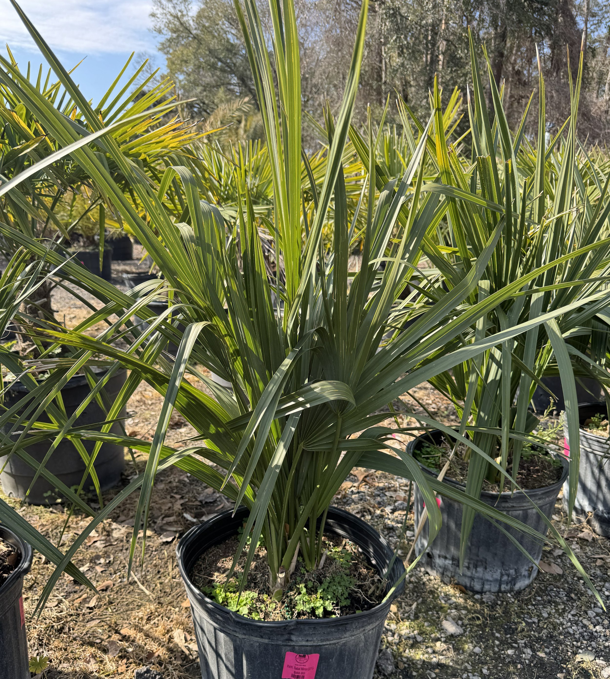Sabalminorpalm.jpg