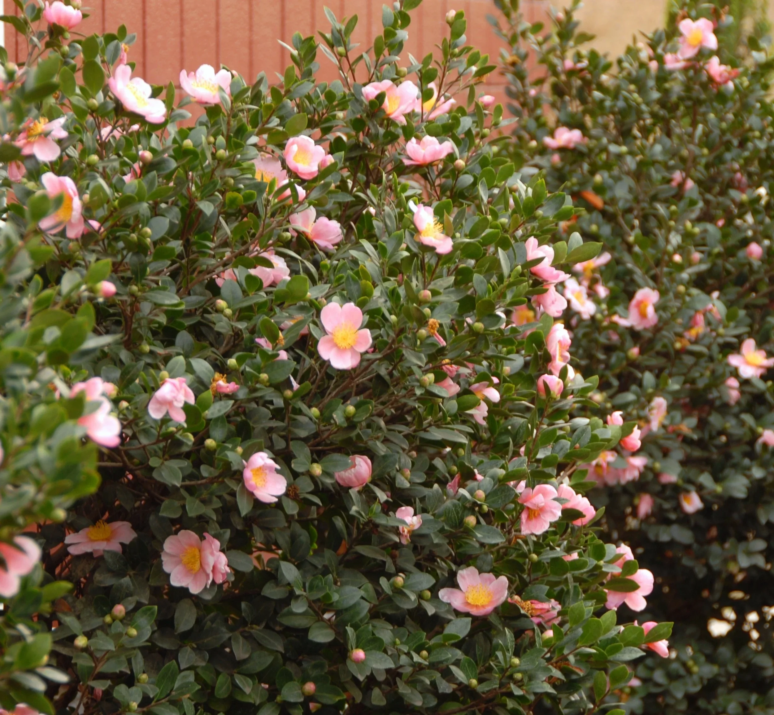 Pink-a-Boo Camellia