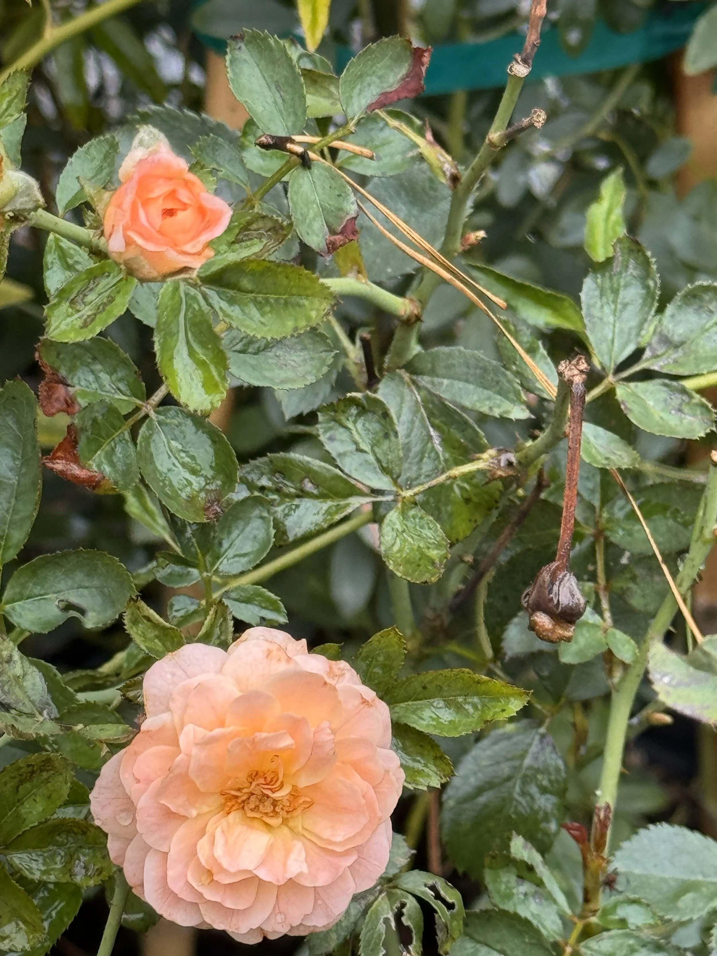 'Peach Drift' Rose