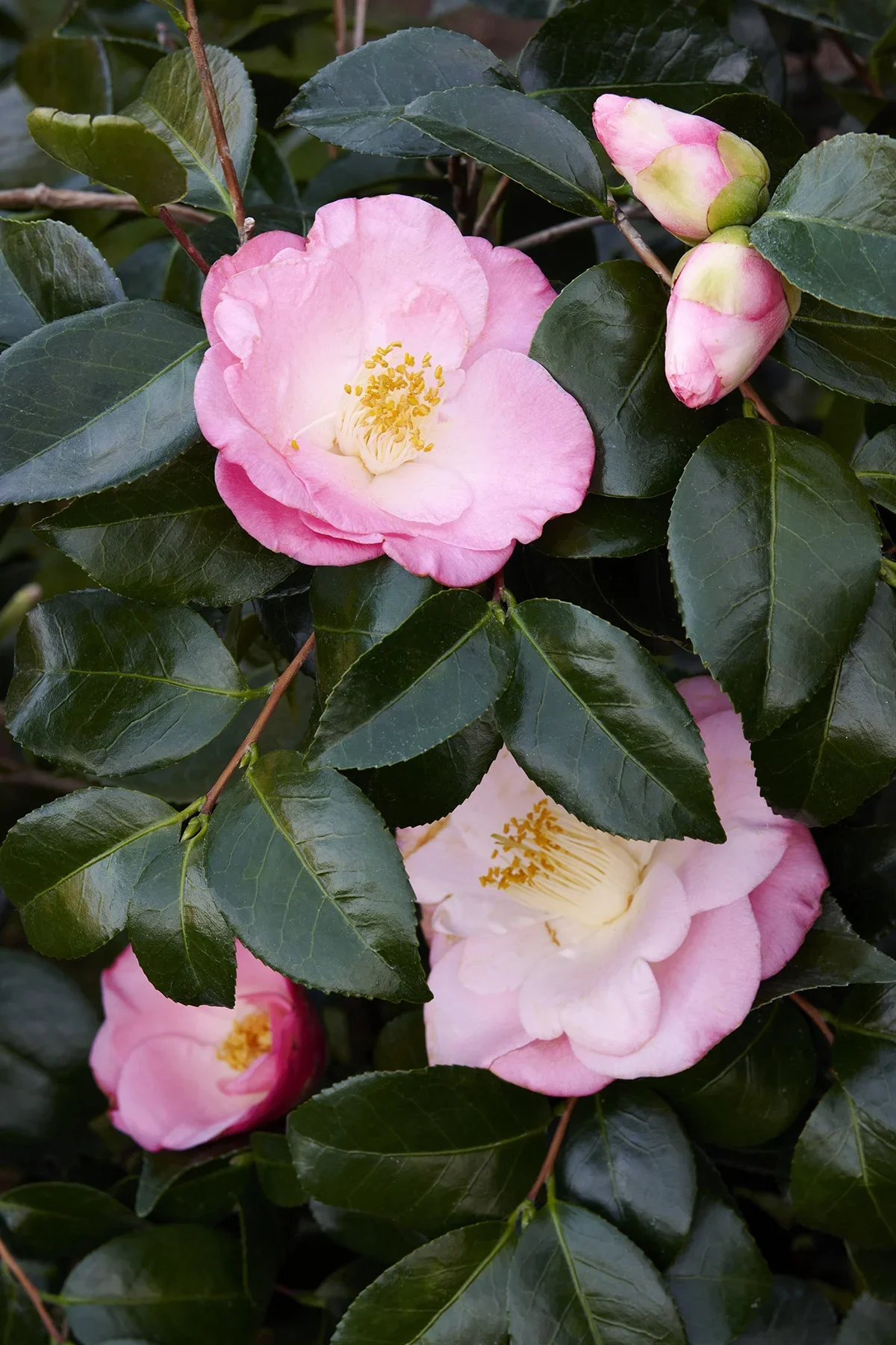 April Remembered Ice Angel Camellia