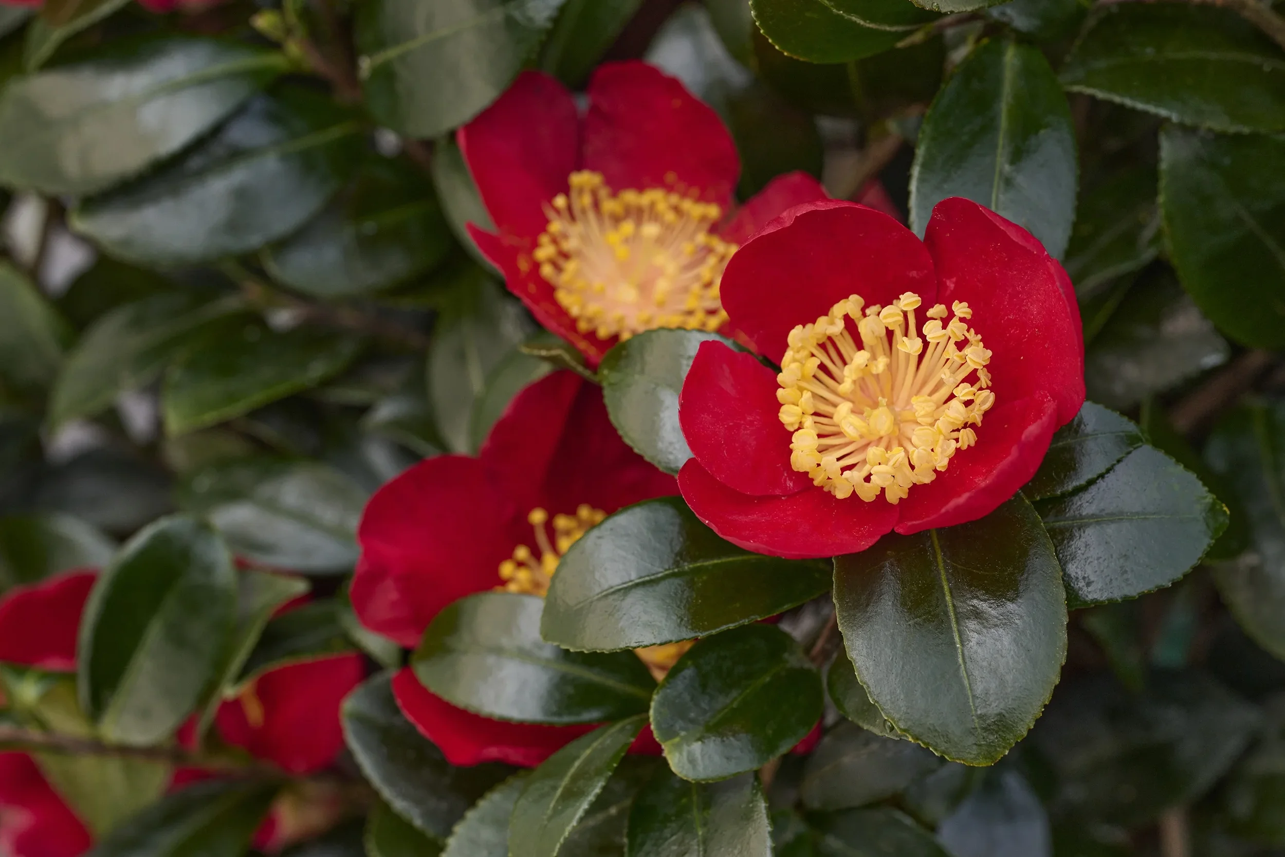 camellia sasanqua yuletide by Monrovia