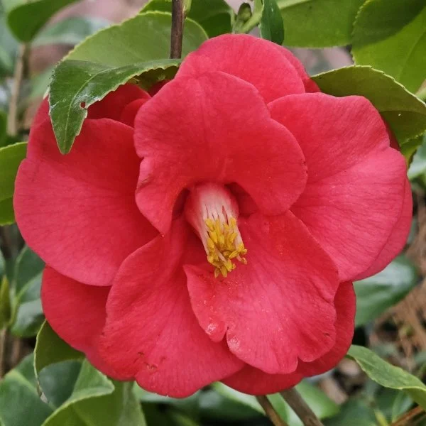 Greensboro Camellia