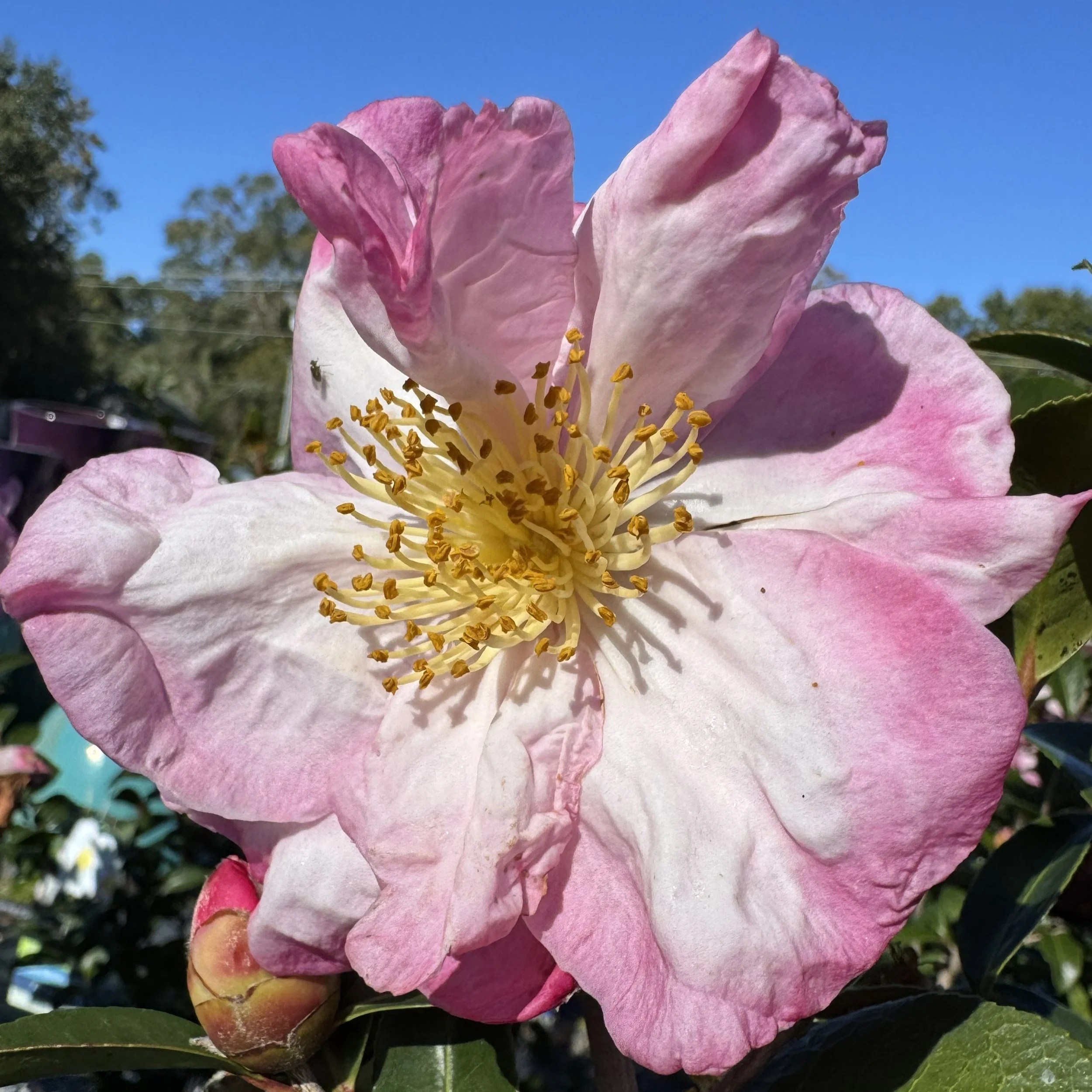 appleblossom_cam.jpg