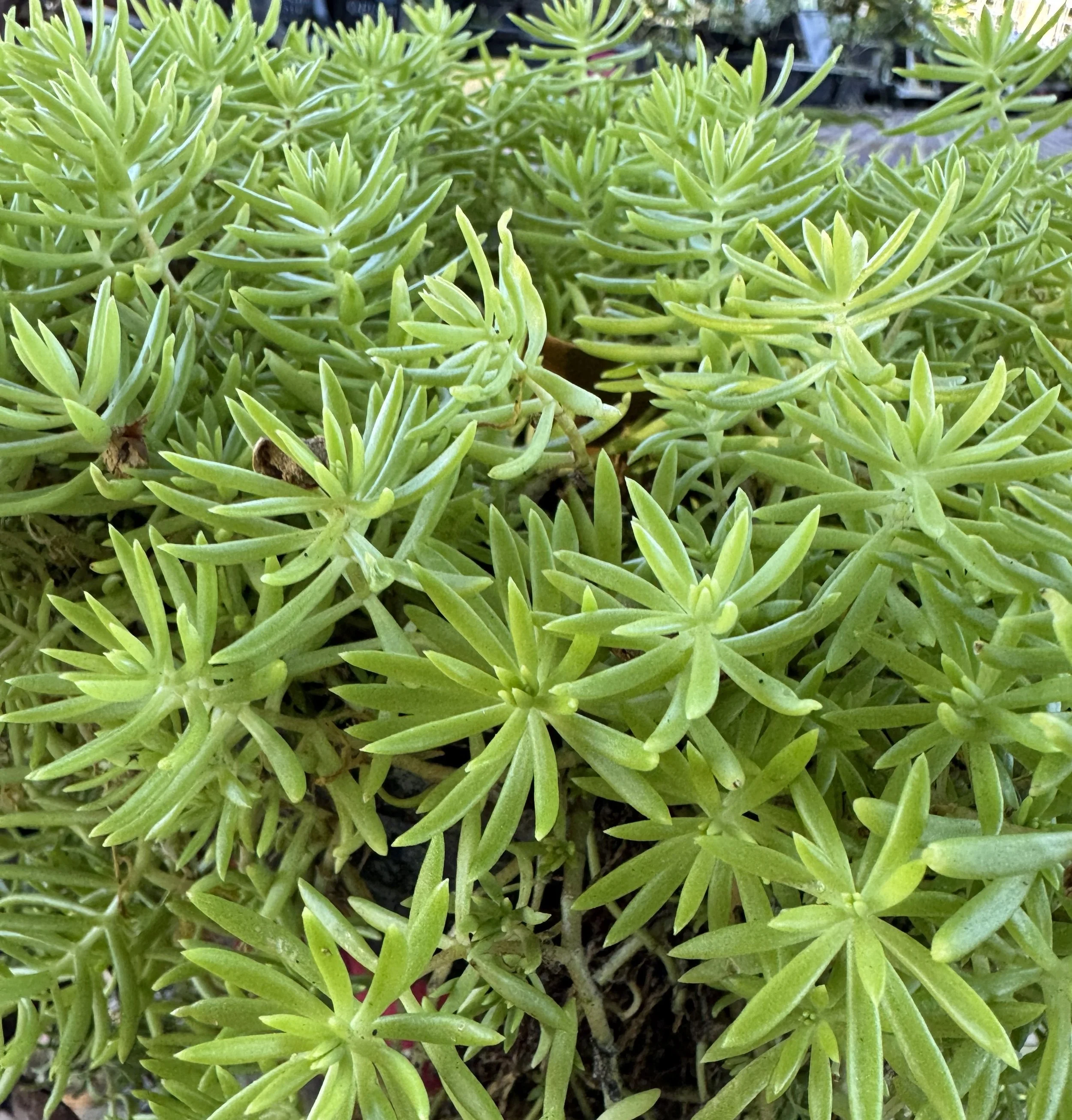 lemonballsedum.jpg