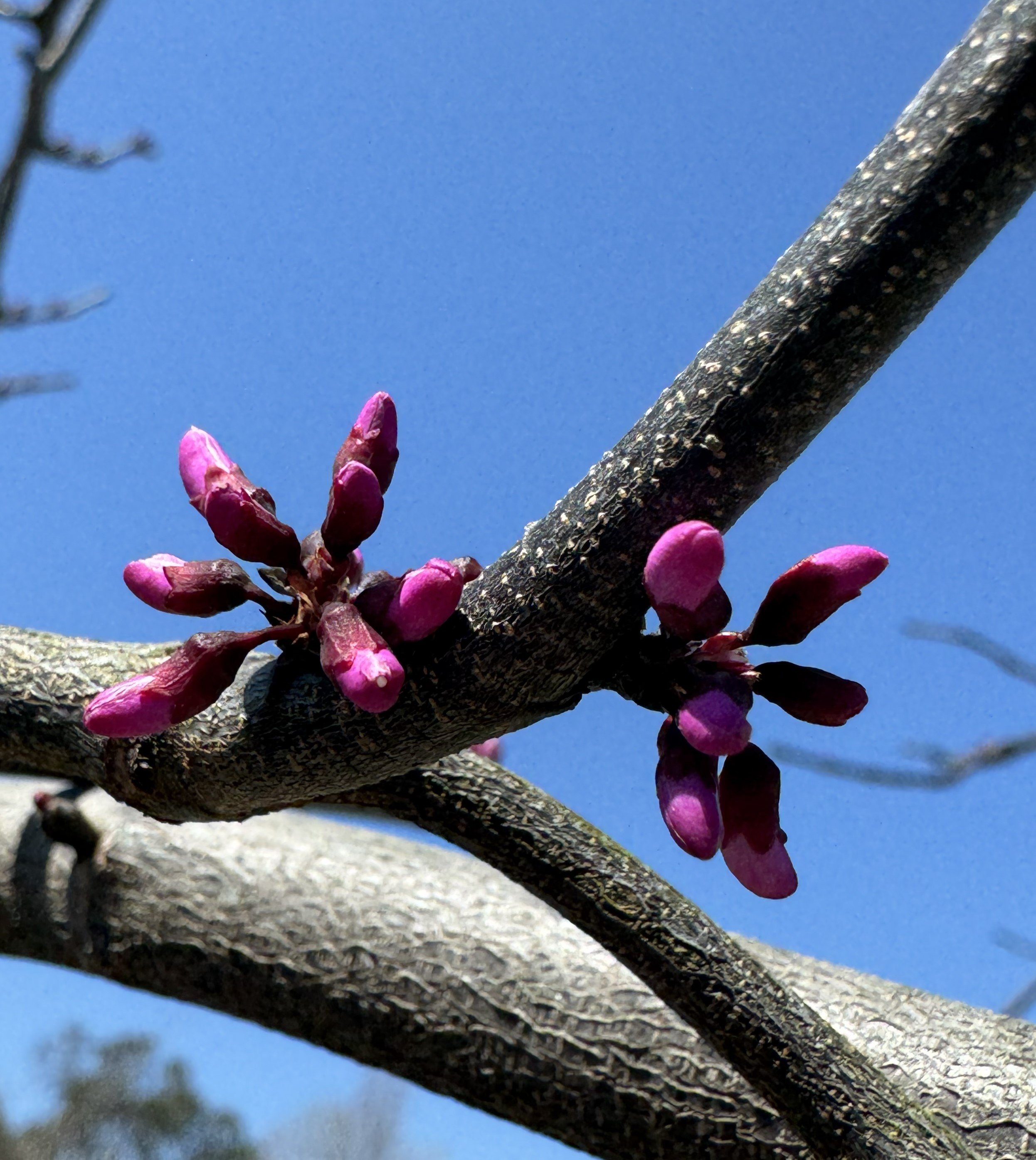 Eastern red bud.jpg