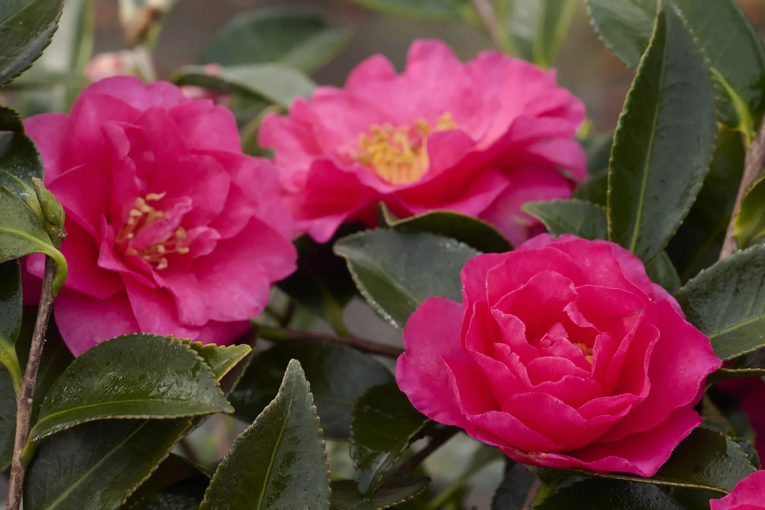 Rosey Red Shishi-Gashira Camellia