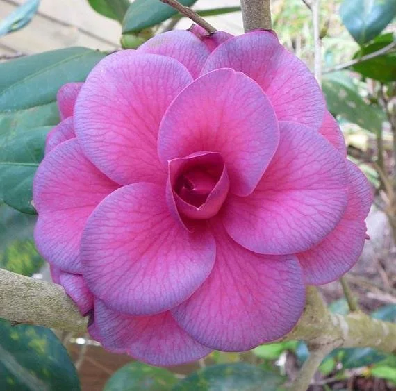 'Purple Dawn' Camellia