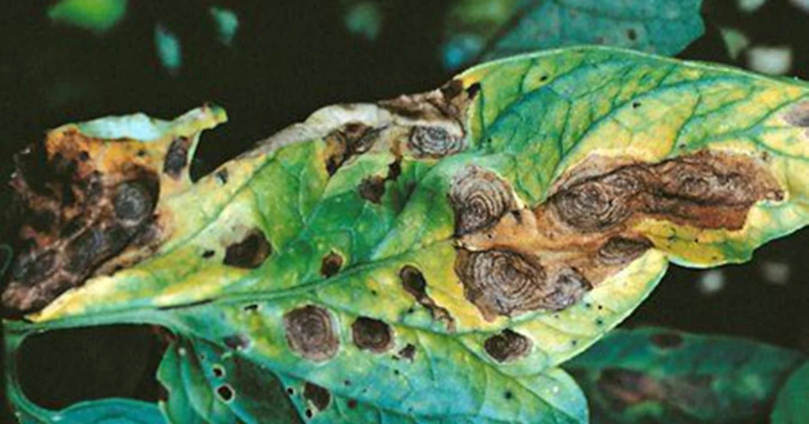 early-blight-tomato1.jpg