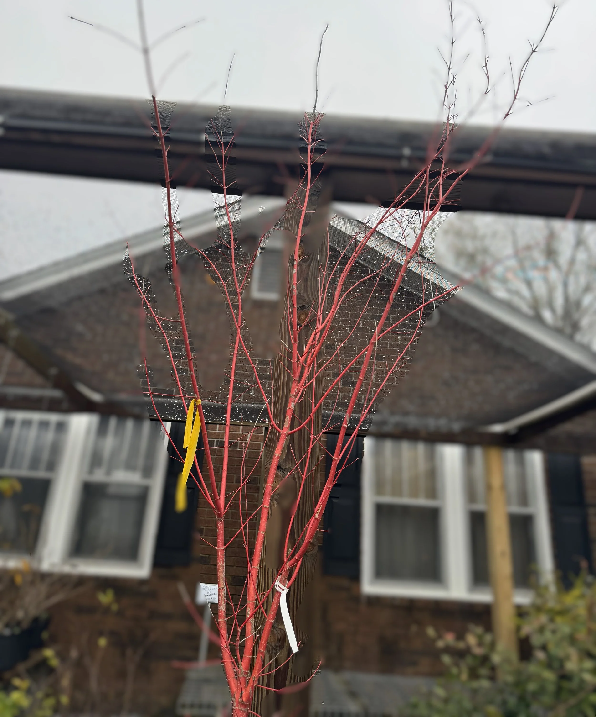 Coral bark maple.jpg