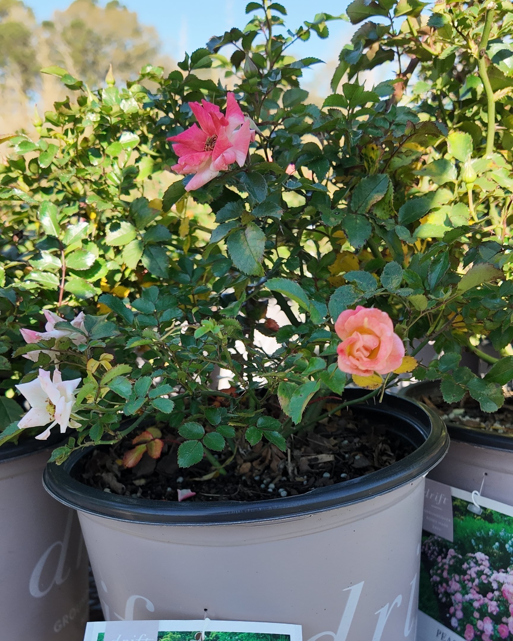 'Peach Drift' Rose