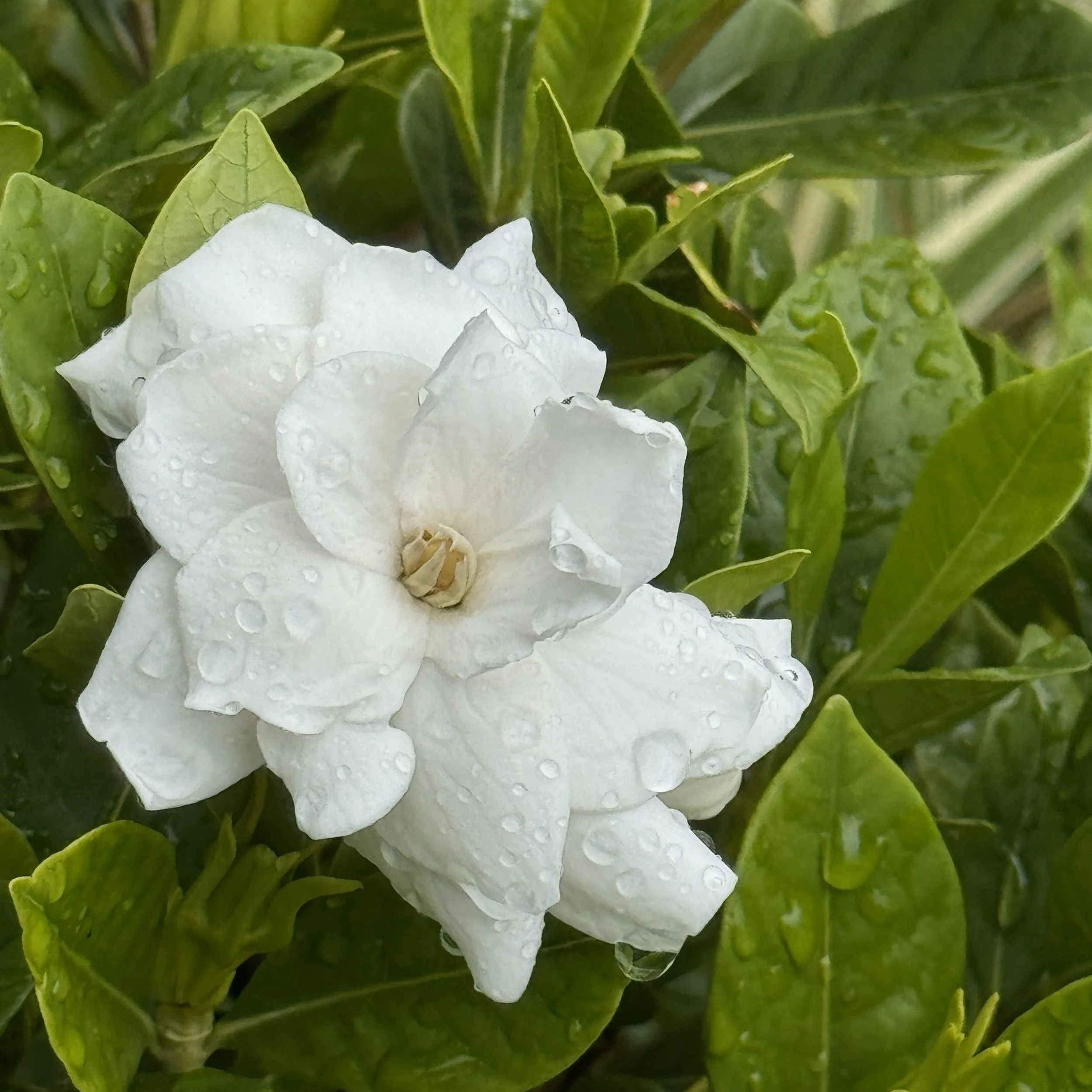 gardenia.jpg