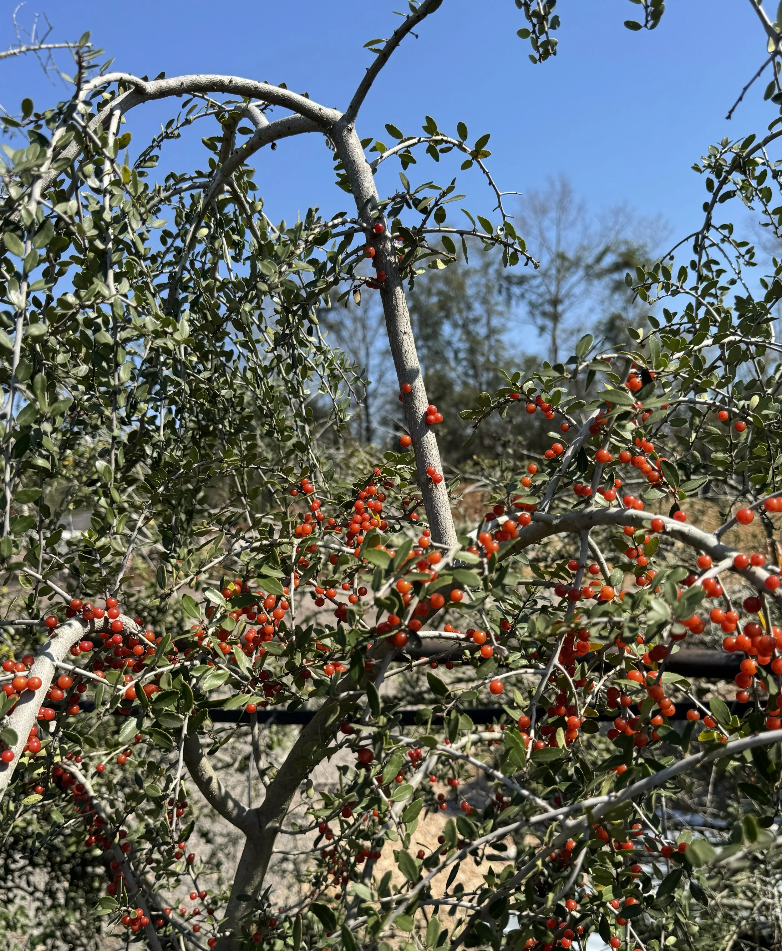 Weeping Youpon Holly