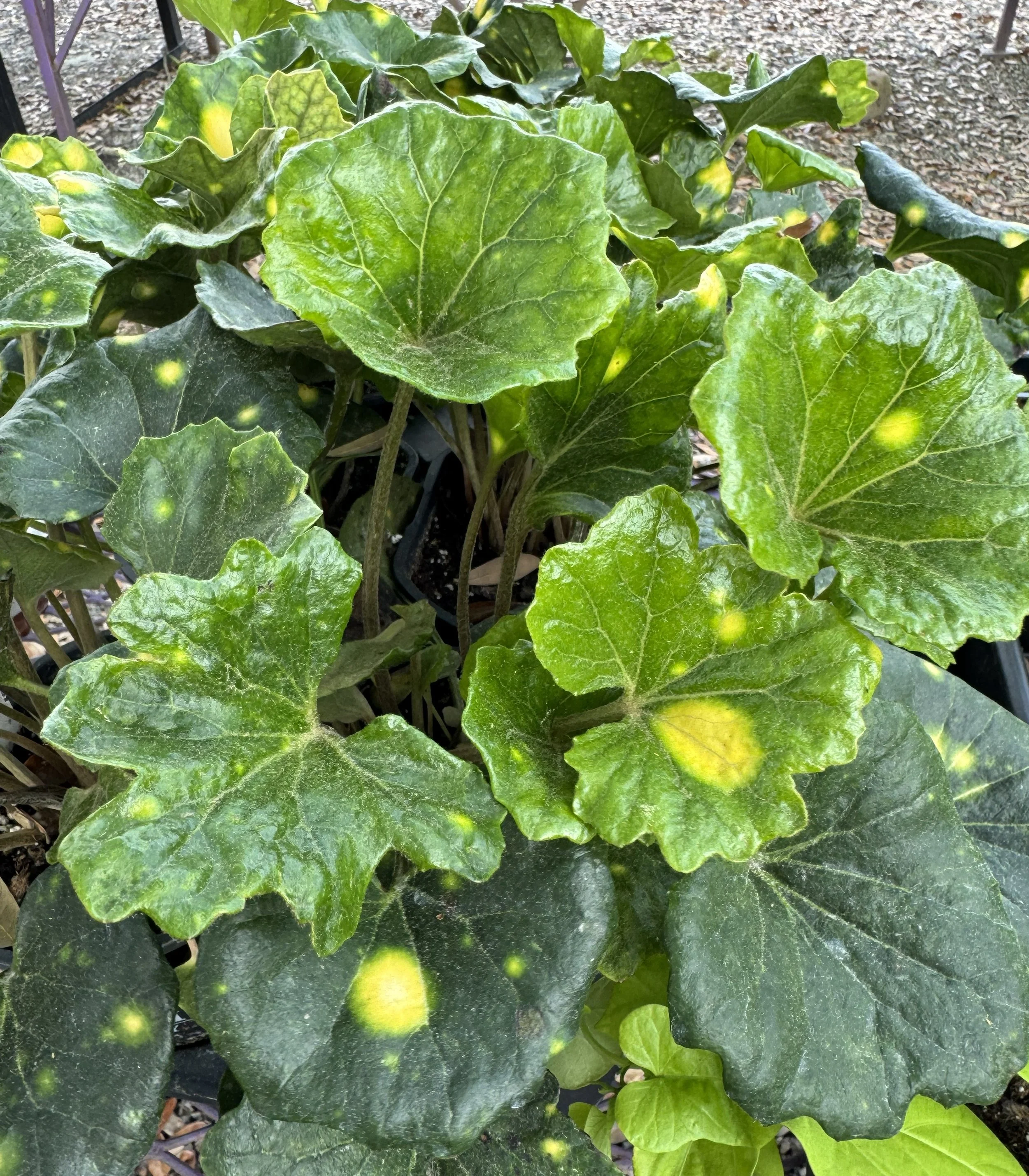 farfugium firefly.jpg