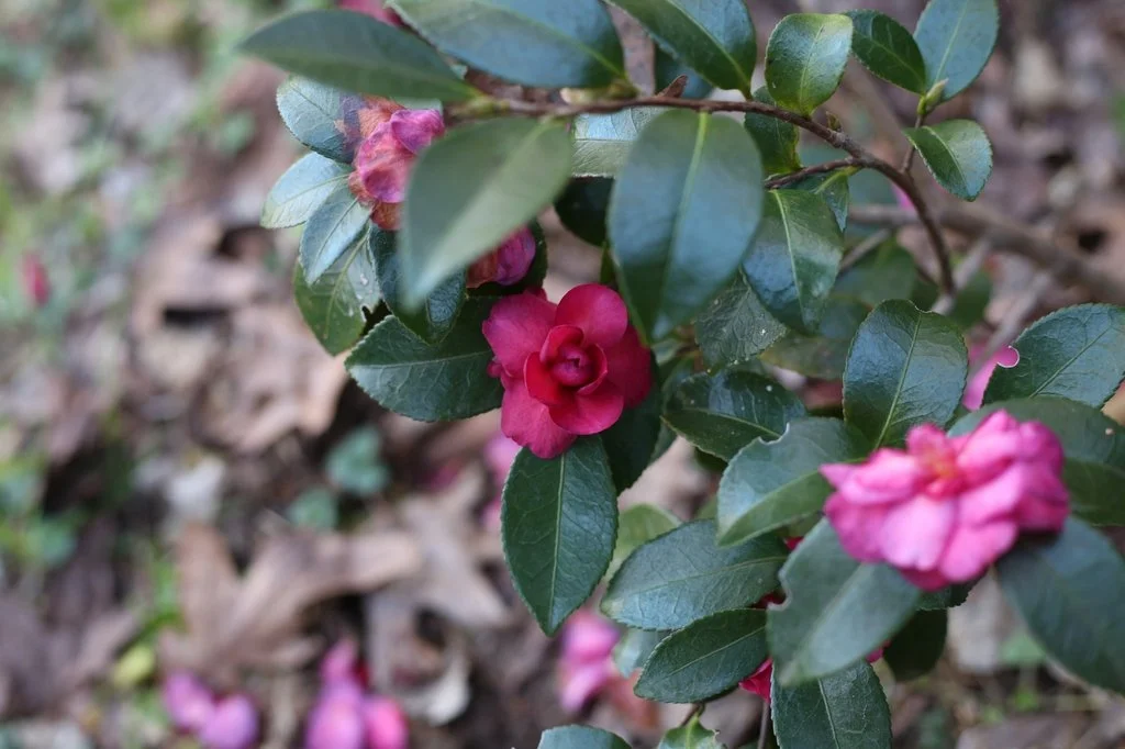 camellia sasanqua by Hope Duckworth