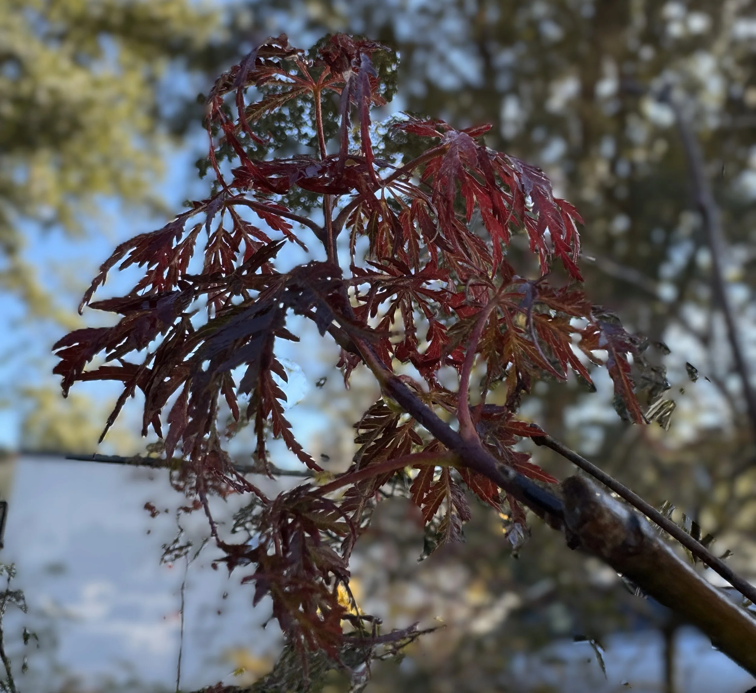 Inaba Shindare Japanese Maple — Southern Marsh Nursery