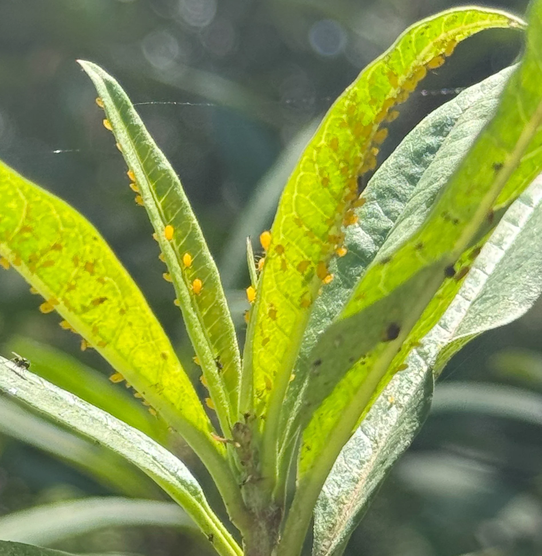 Oleander Aphids on Milkweed
