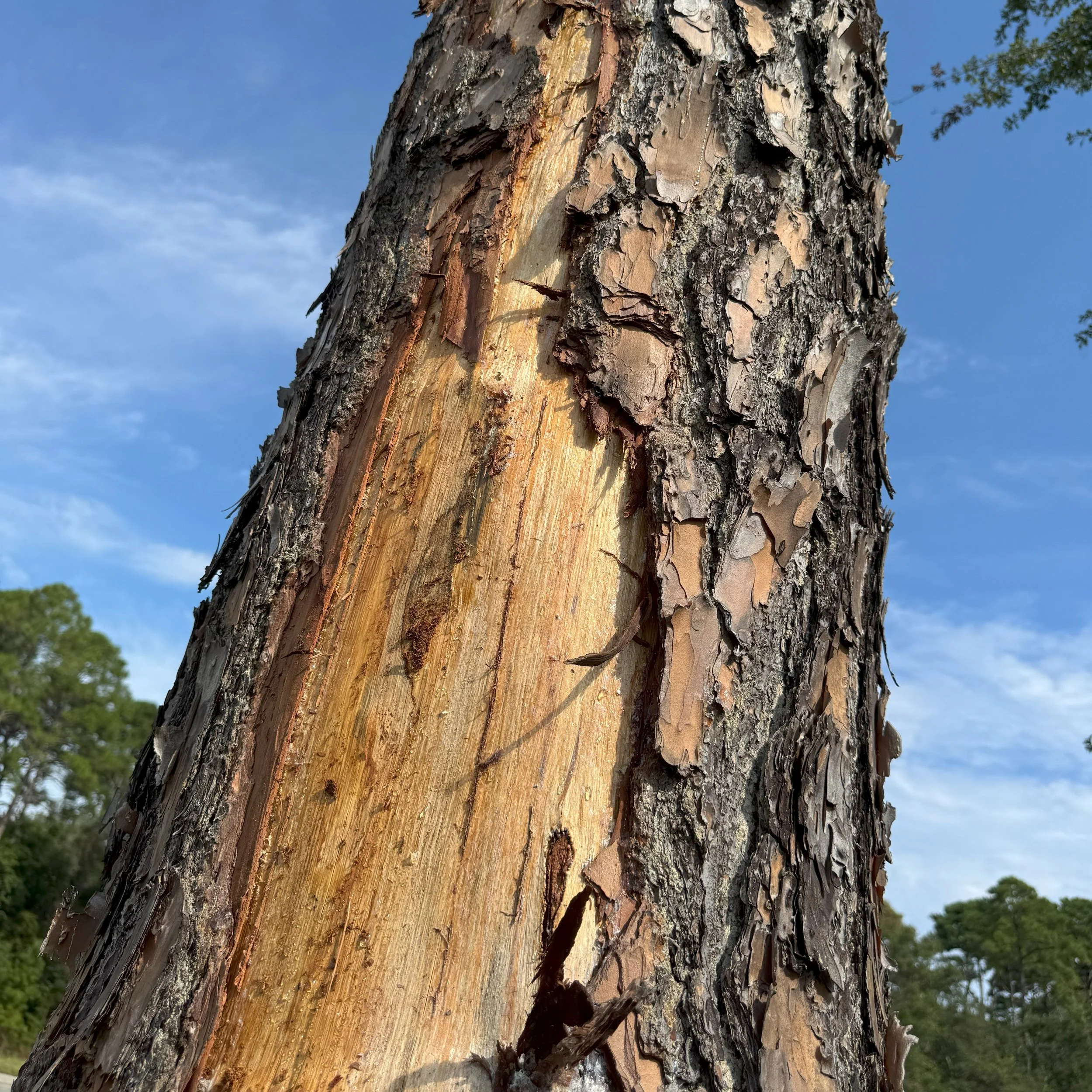 Lightening Prevention for Trees