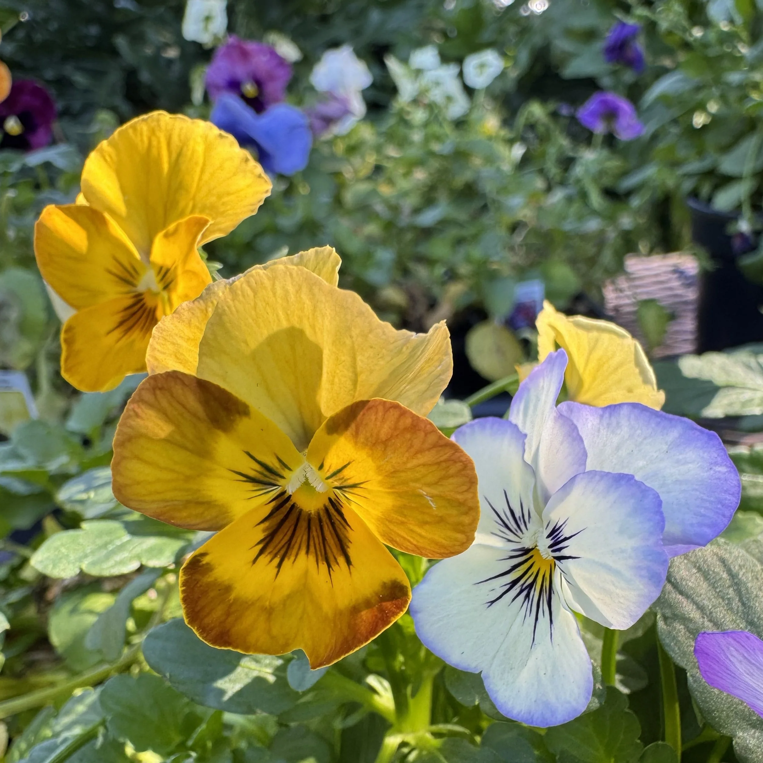 Bumblebee yellow viola.jpg