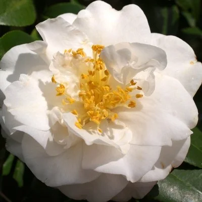 Victory White Camellia