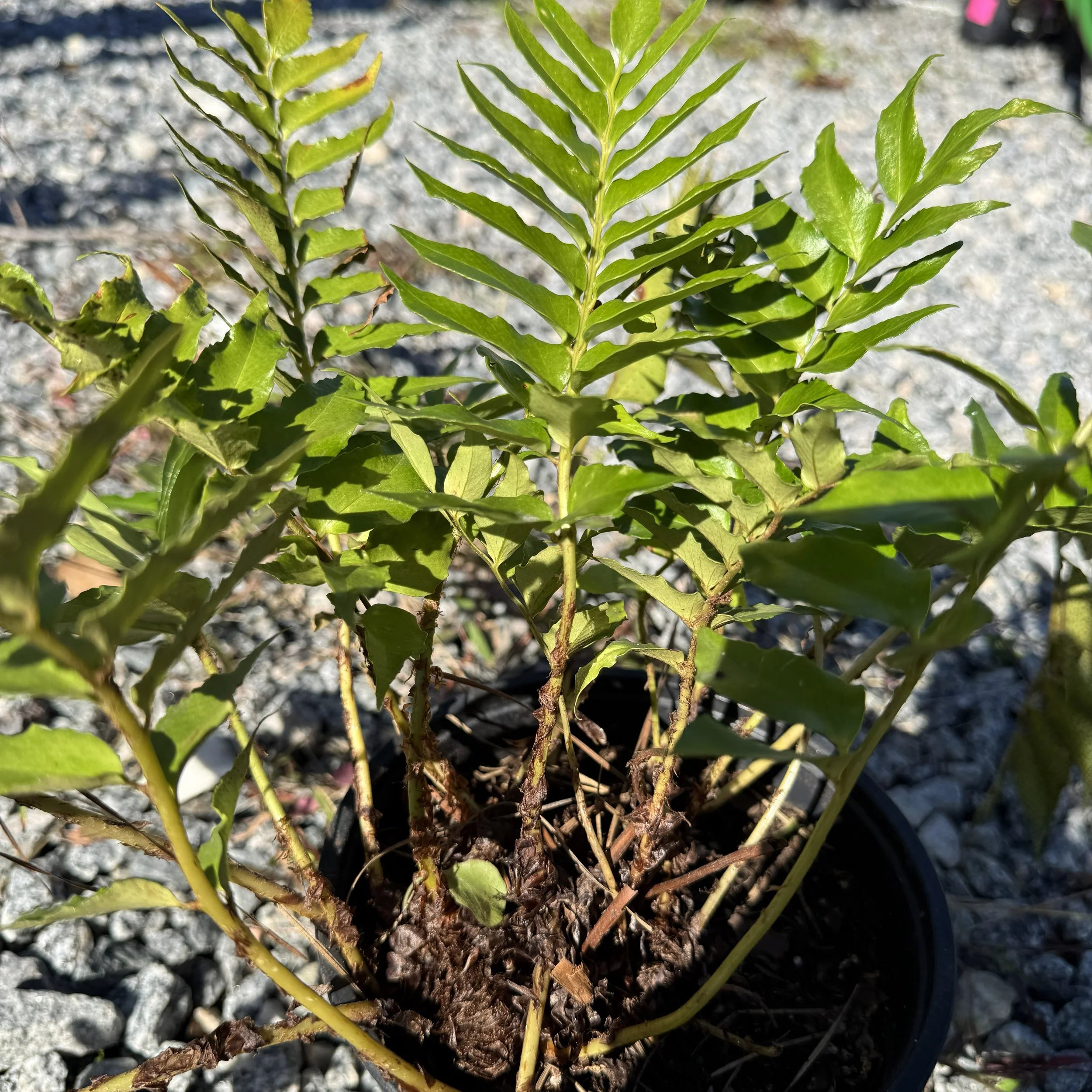 hollyfern.jpg
