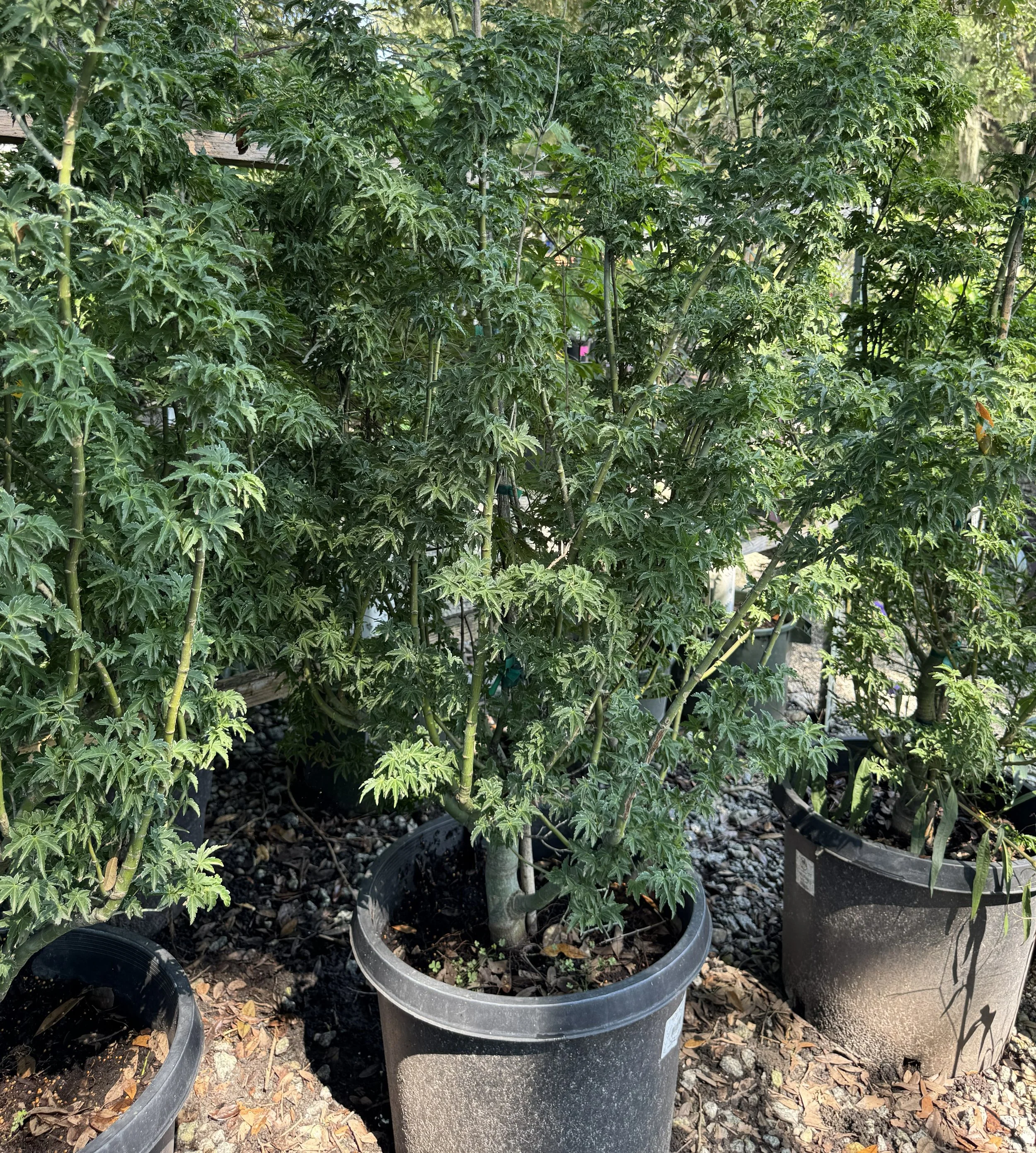 Japanese Maple guide