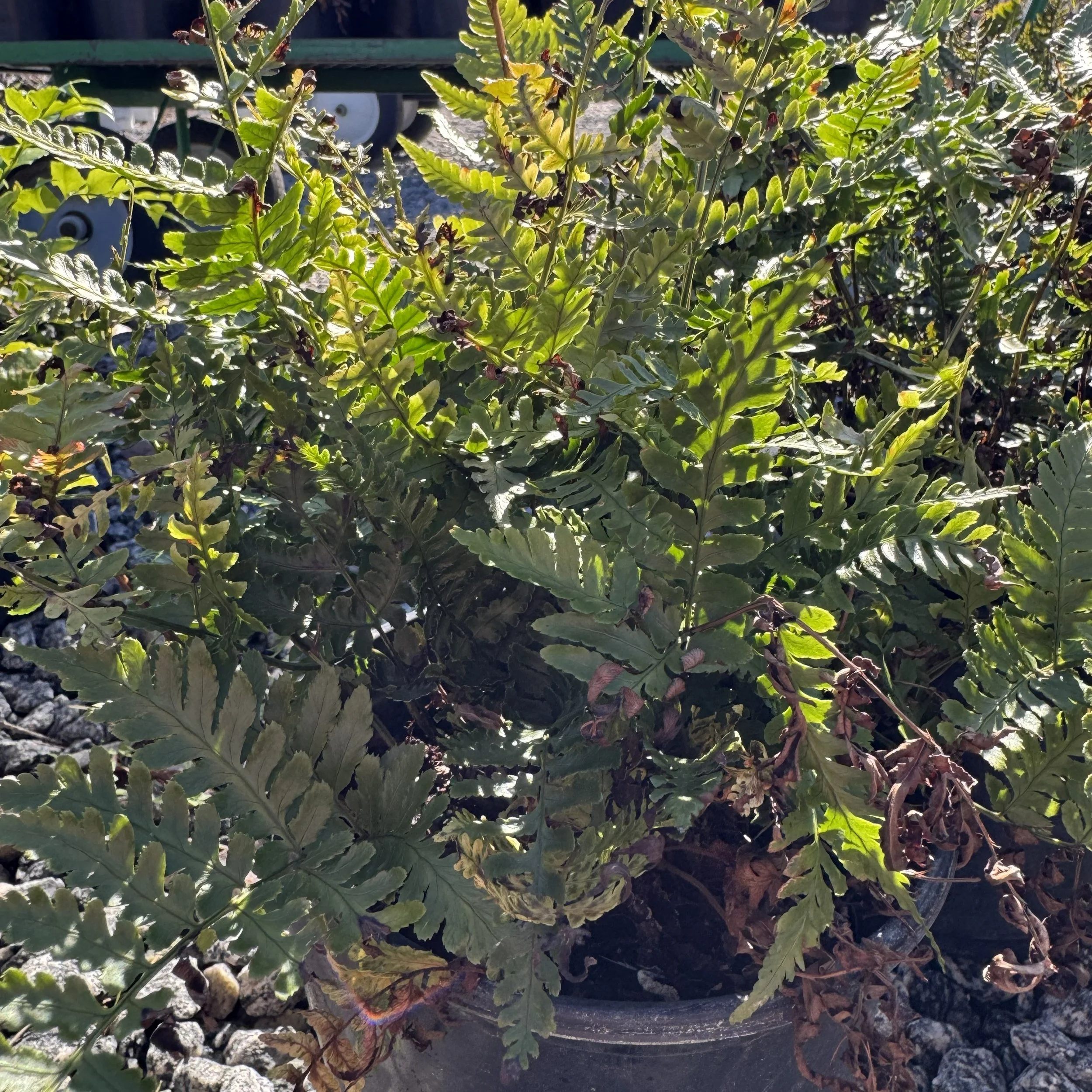 Autumn fern2.jpg