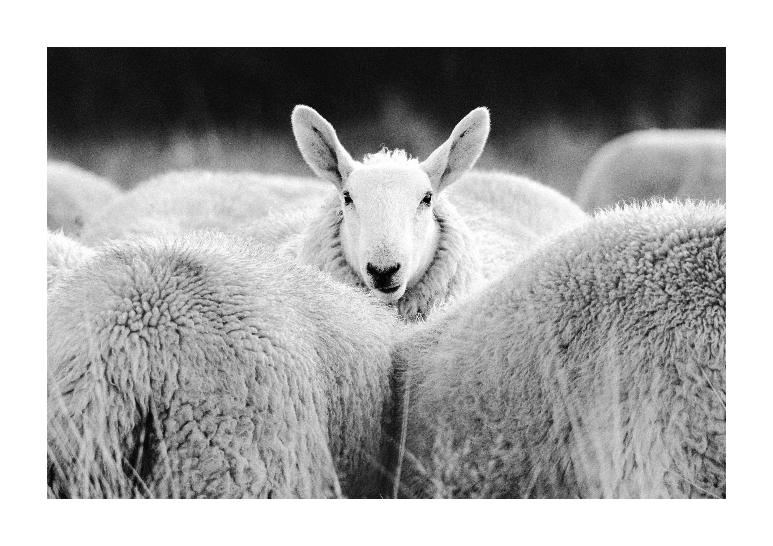 Dartmoor Sheep - A3.jpg