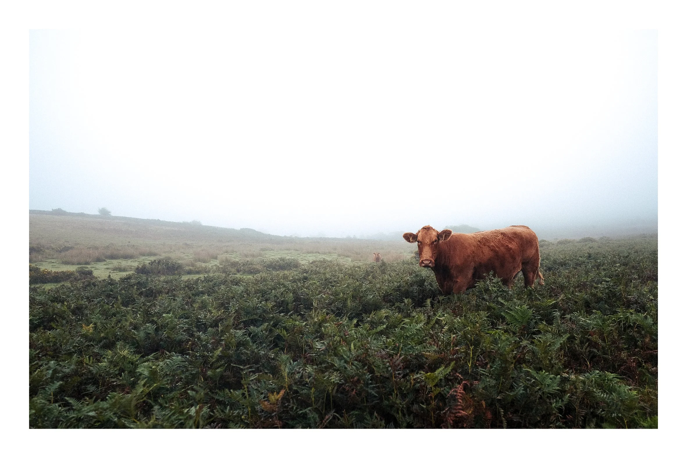 Dartmoor Sep25-13.jpeg