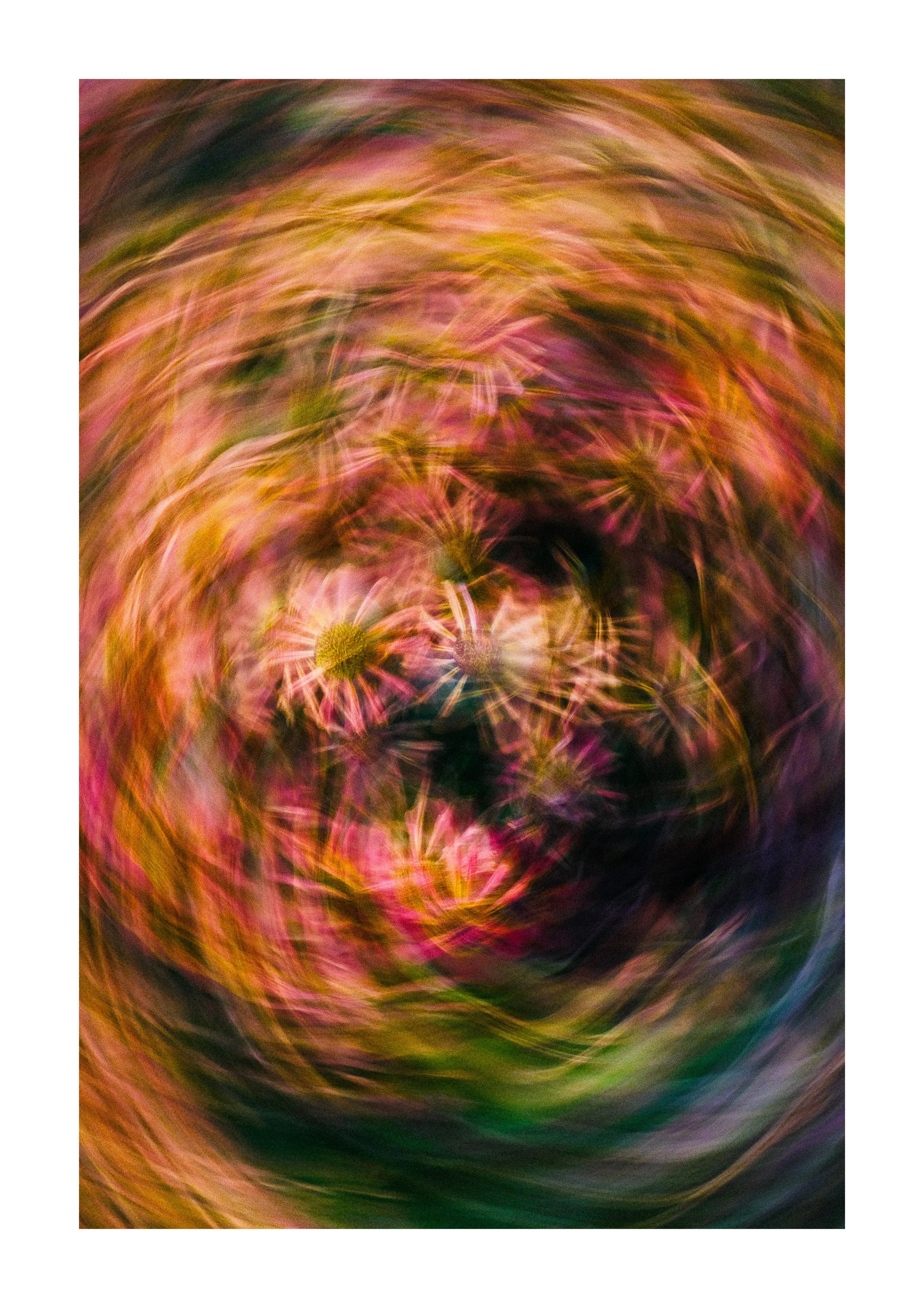 Heleniums in Motion II - A3.jpg