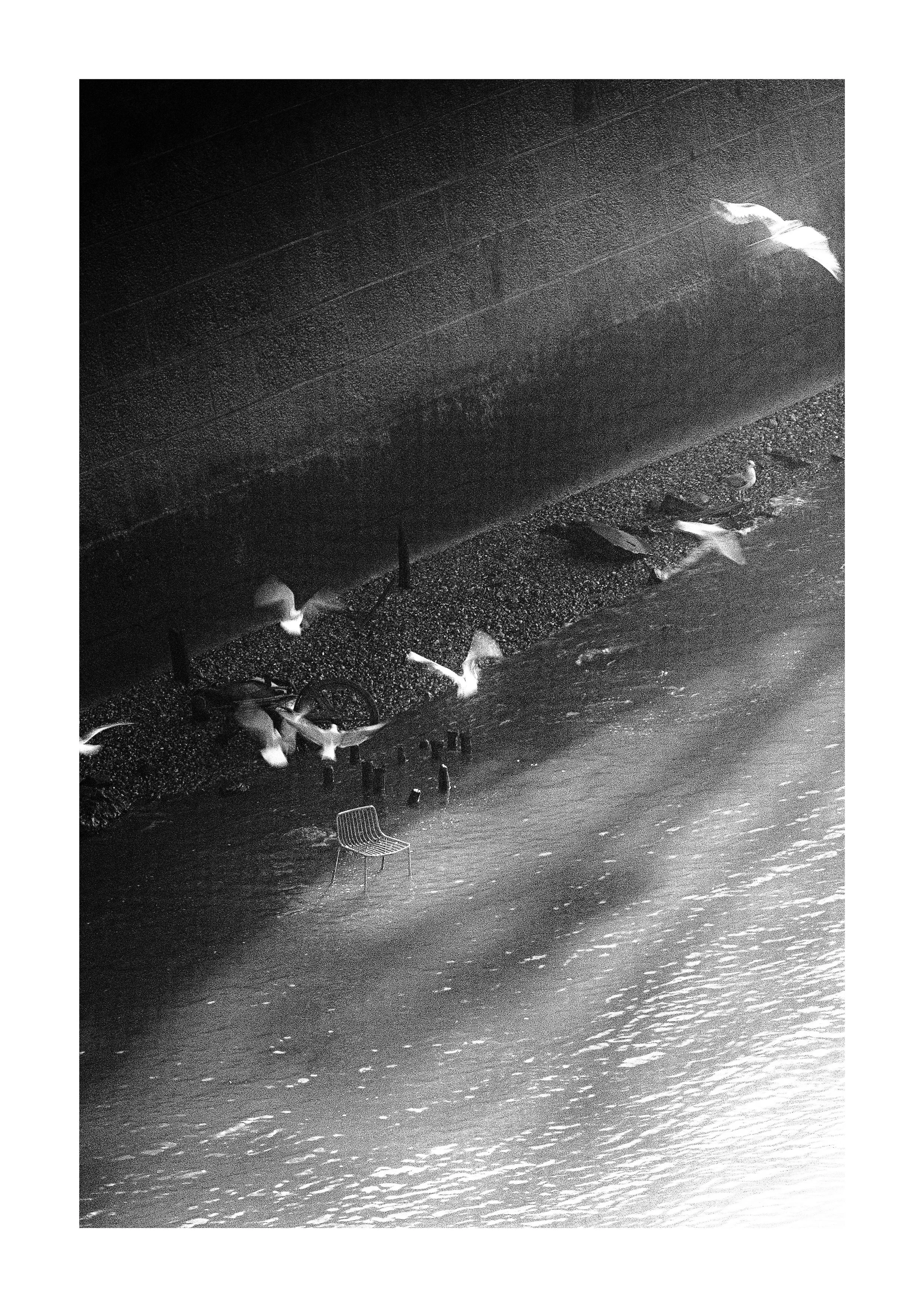 Thames Gulls - A3.jpg