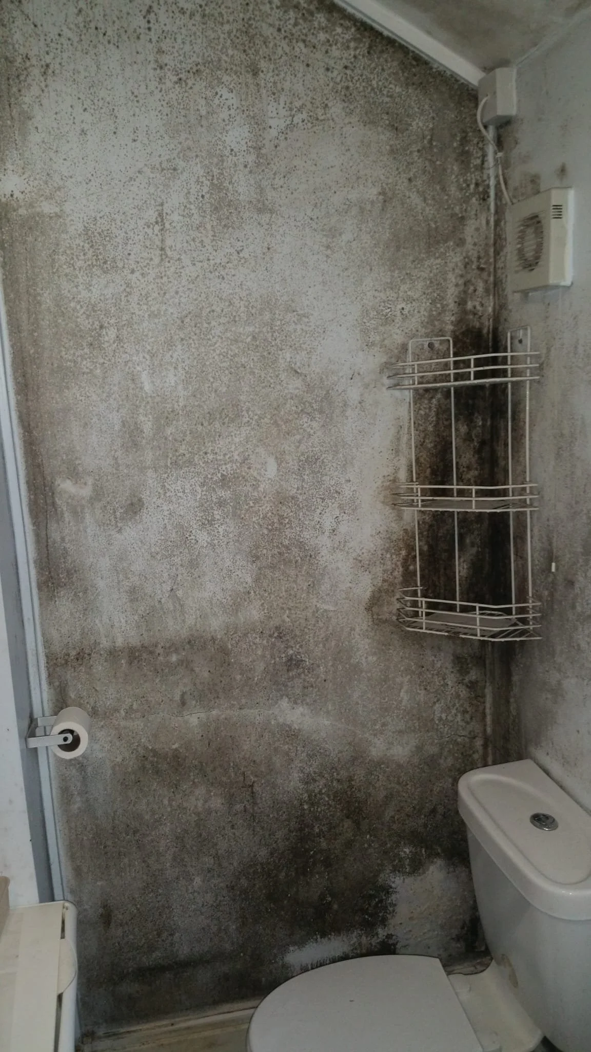 Mould Cleaning