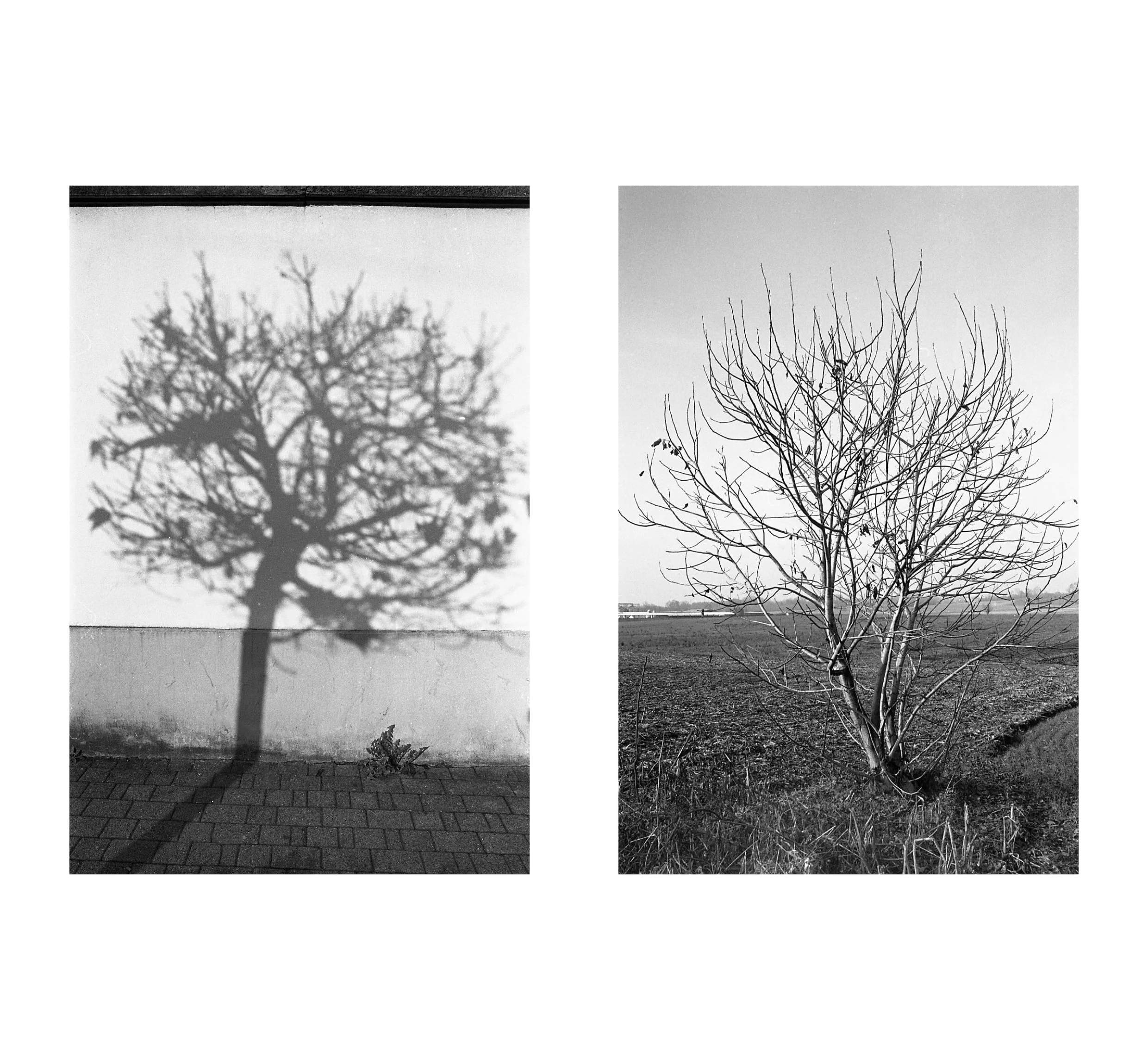 alberi.jpg