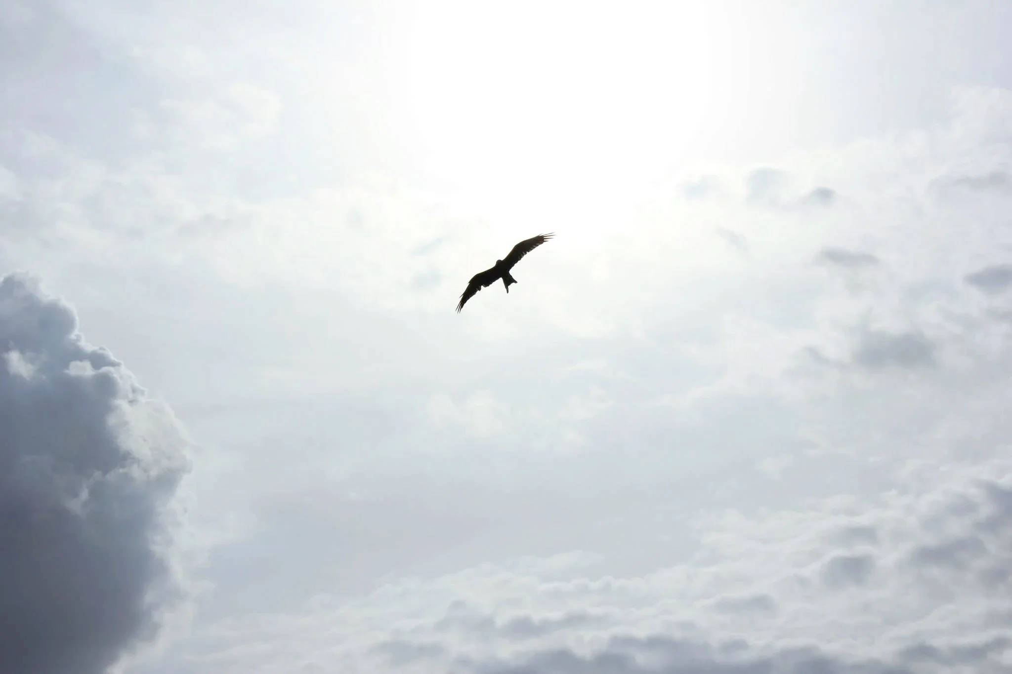 Eagle Soaring Representing Freedom of Addiction Recovery