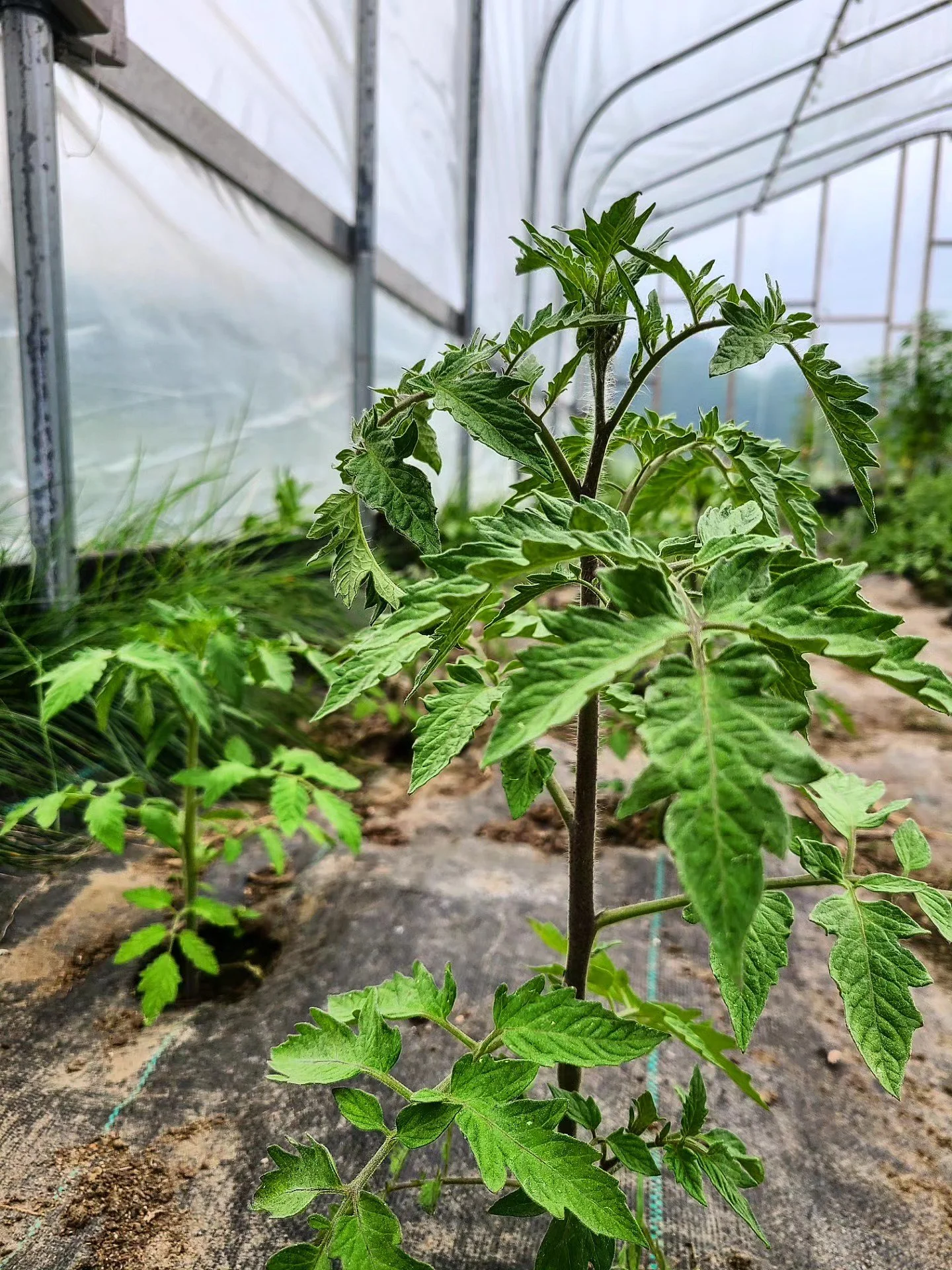 Enter the Greenhouse