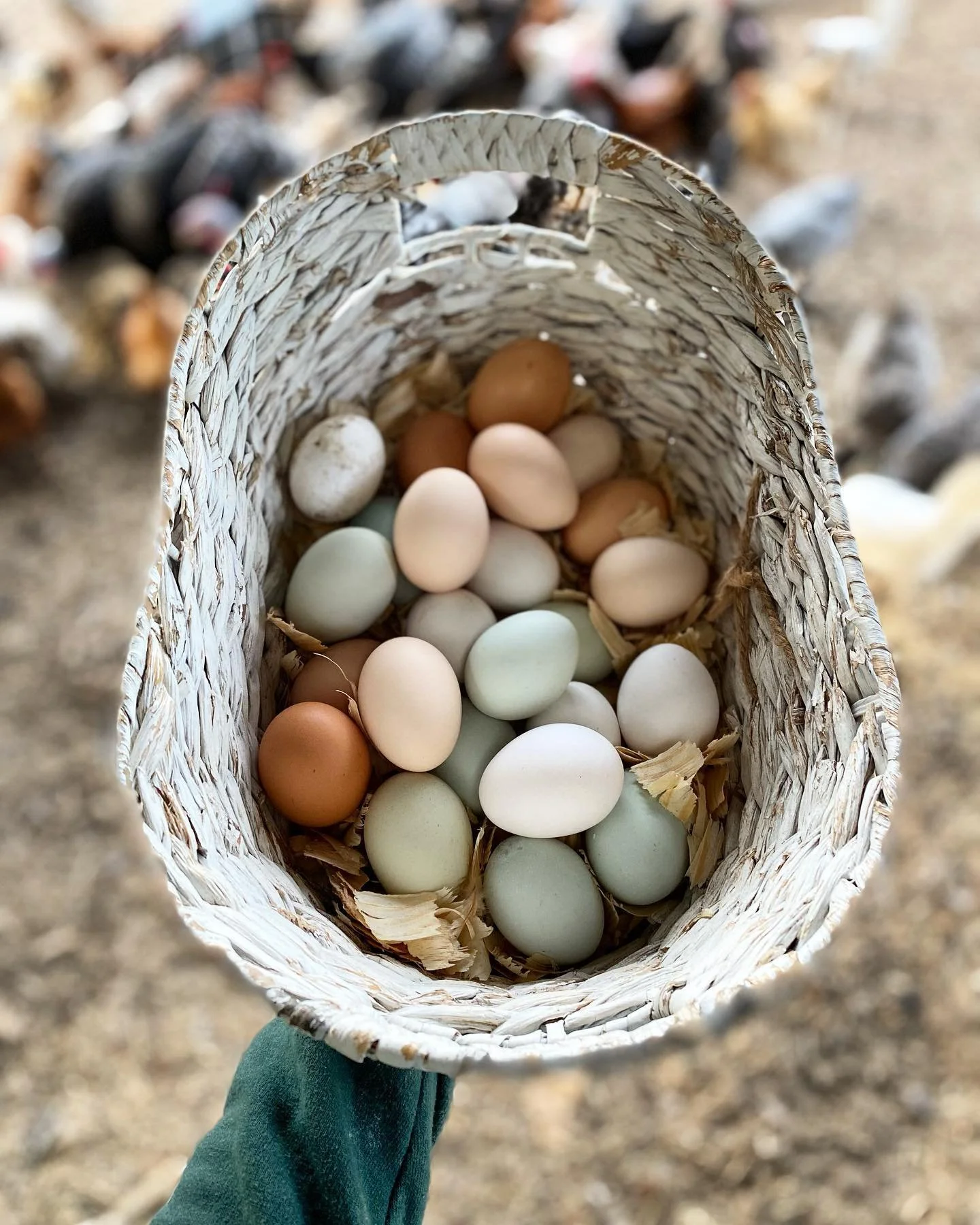 Easter Eggs, from Our Farm to Your Family