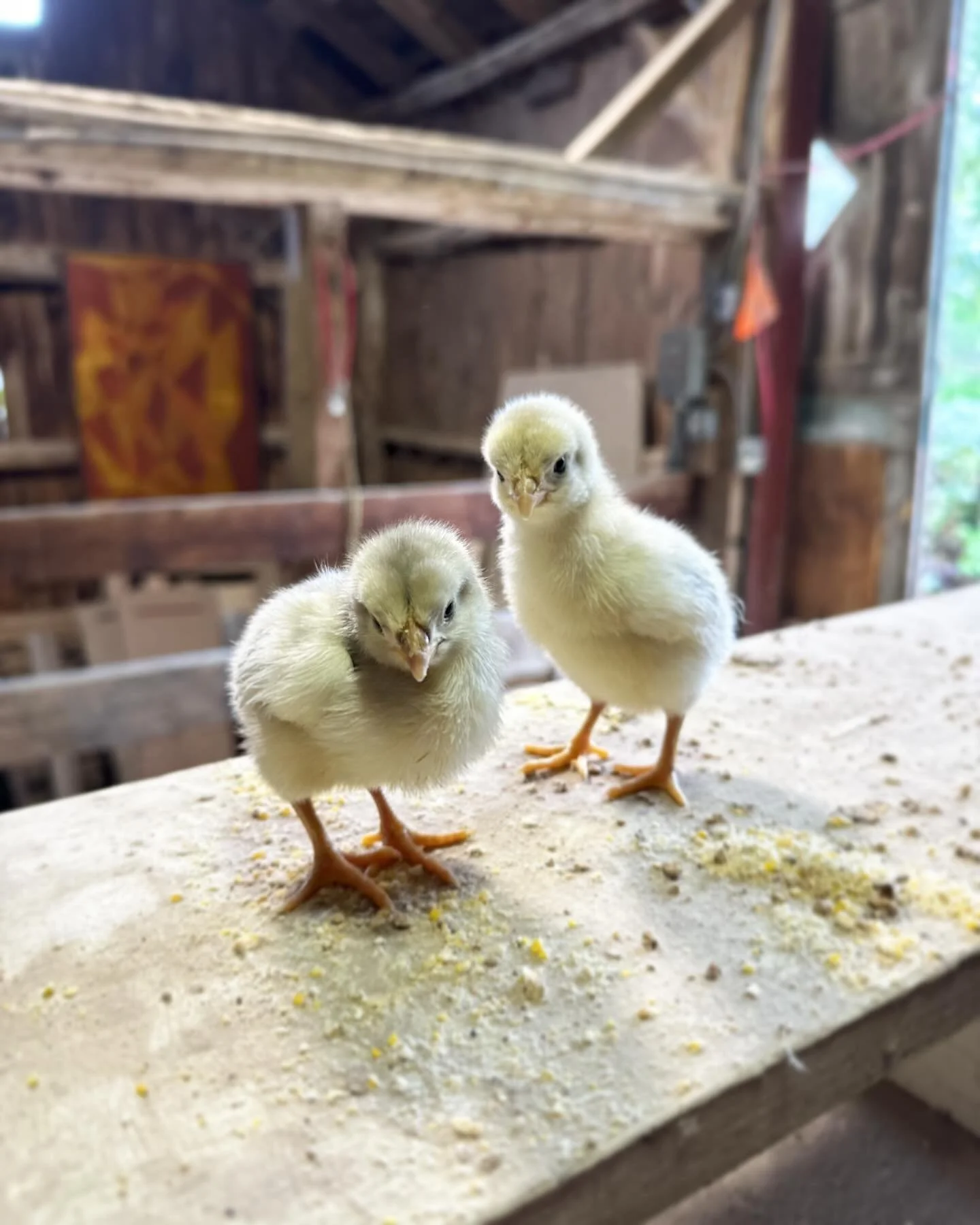 hen4.jpg