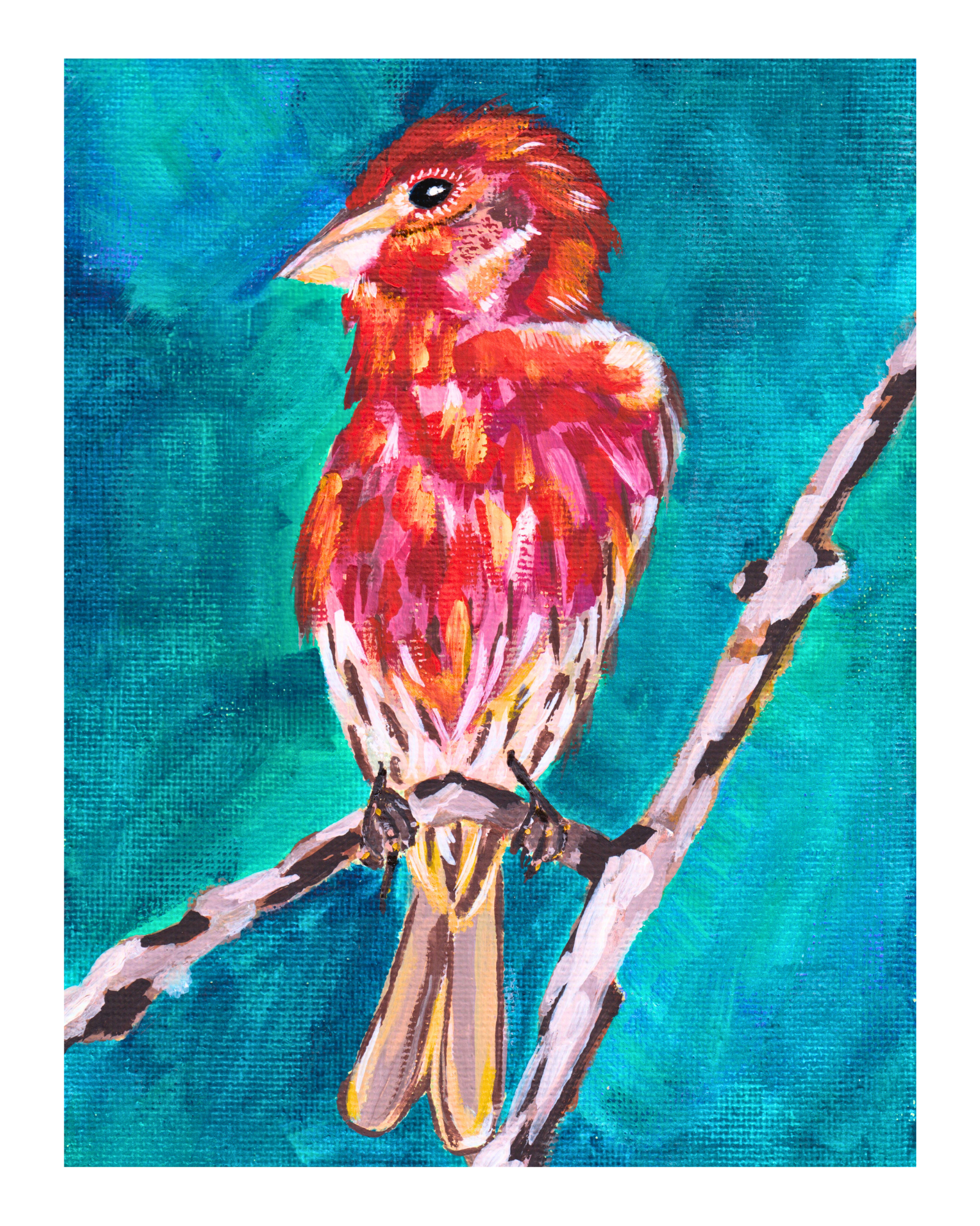 House Finch.png