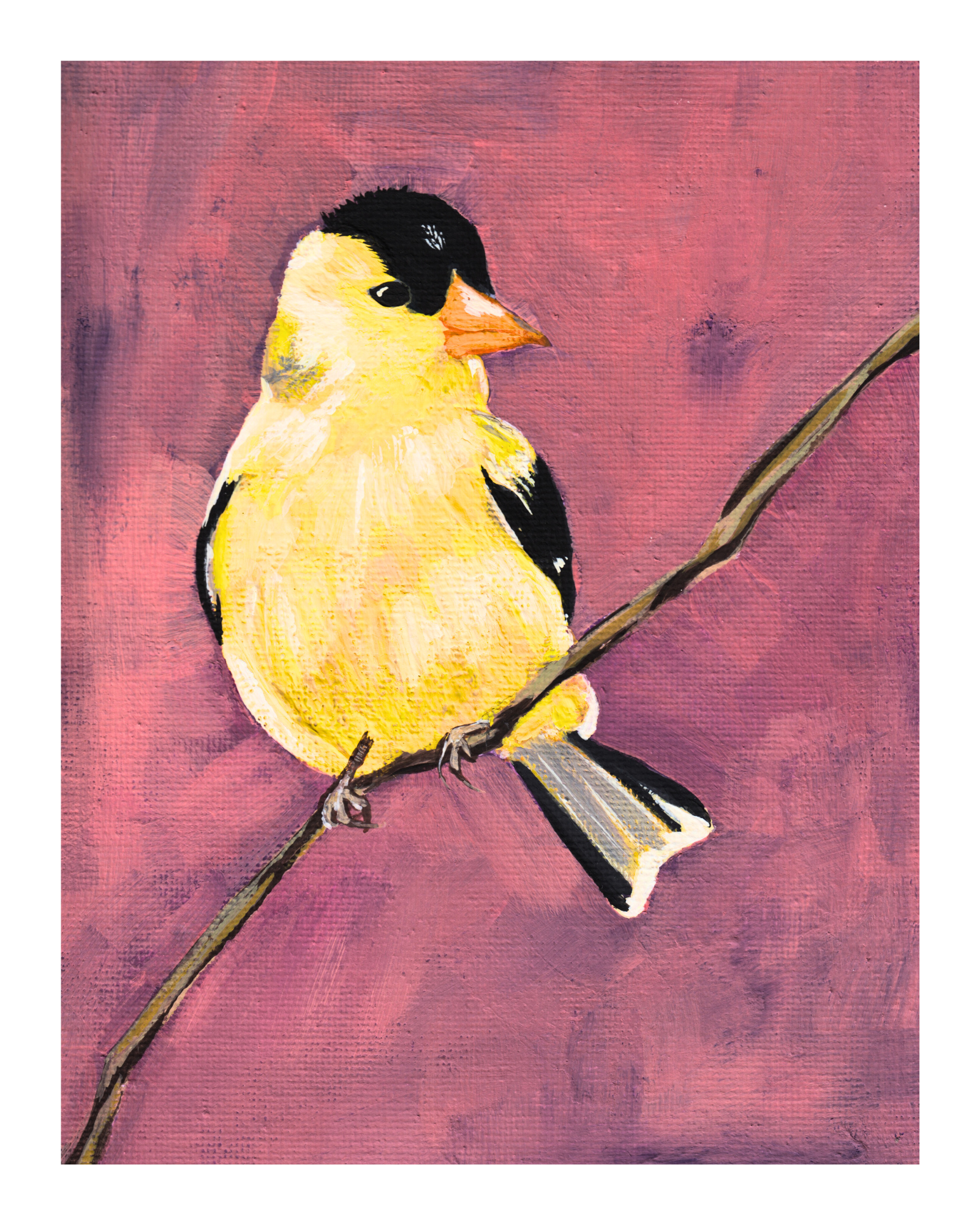 American Gold Finch.png